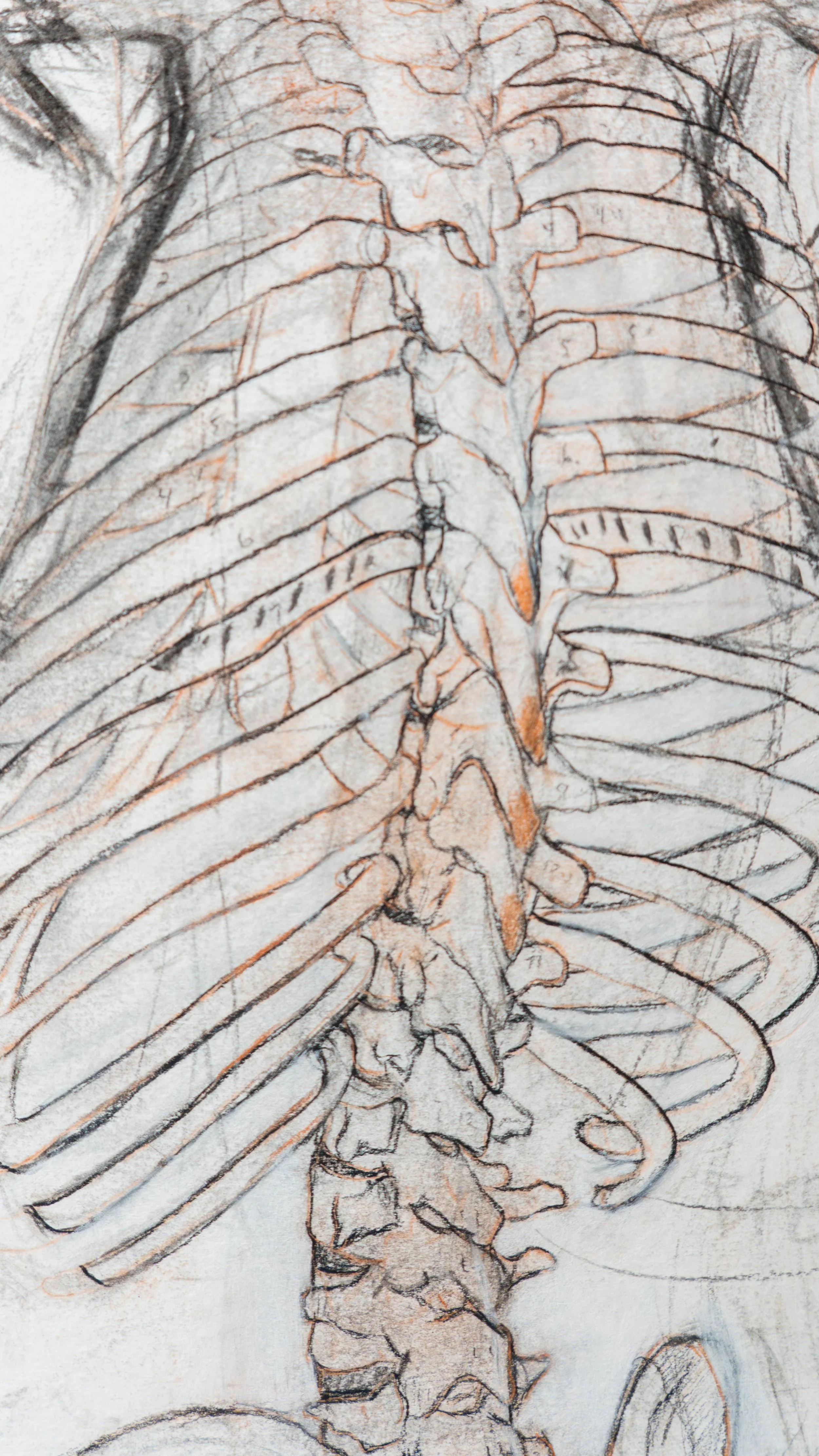  Ηχώ με περιθωριακές σημειώσεις (λεπτομέρεια από «Ο Αέρας που χορεύει γύρω από τον πόνο») | Echo with marginal notations (detail from "The Air that Dances Around Pain")  charcoal, sanguine, and white chalk on paper, 60 × 120 cm (23.5 × 47 in.) 