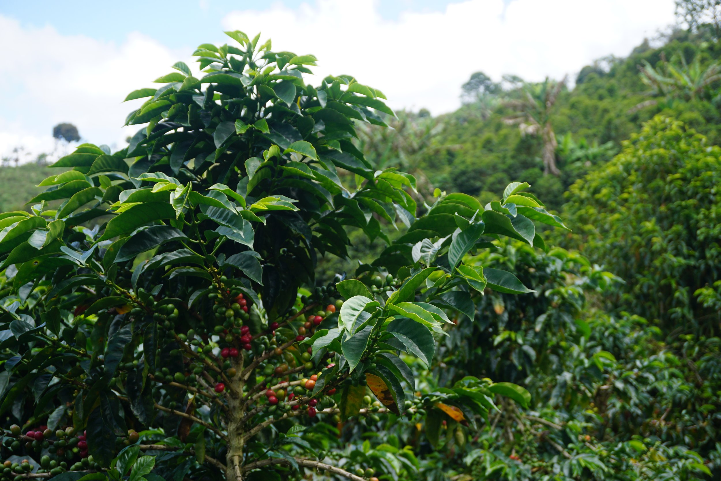 Coffee Tree at Canta Ranas.jpg