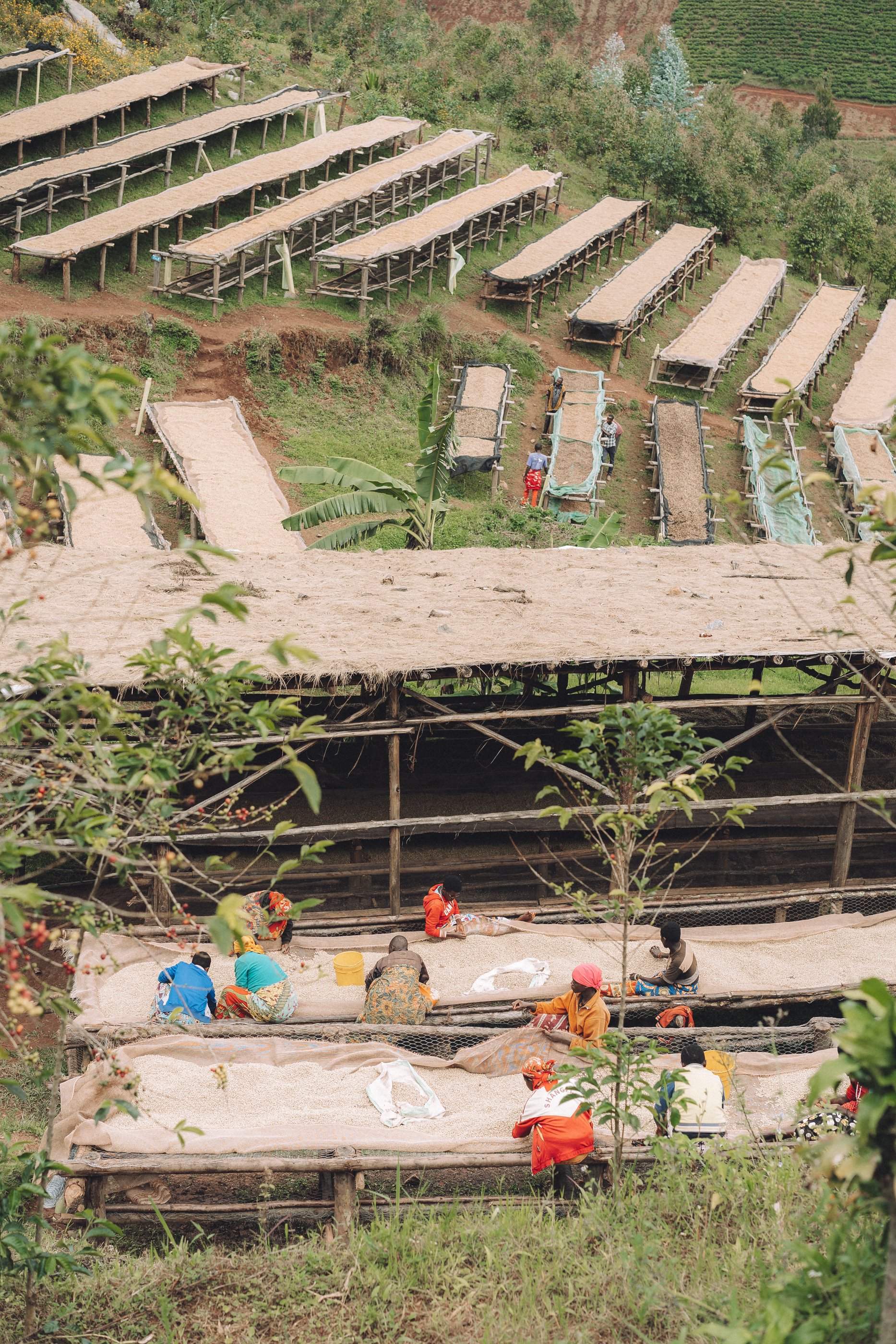 Drying tables at Heza washing station.jpg
