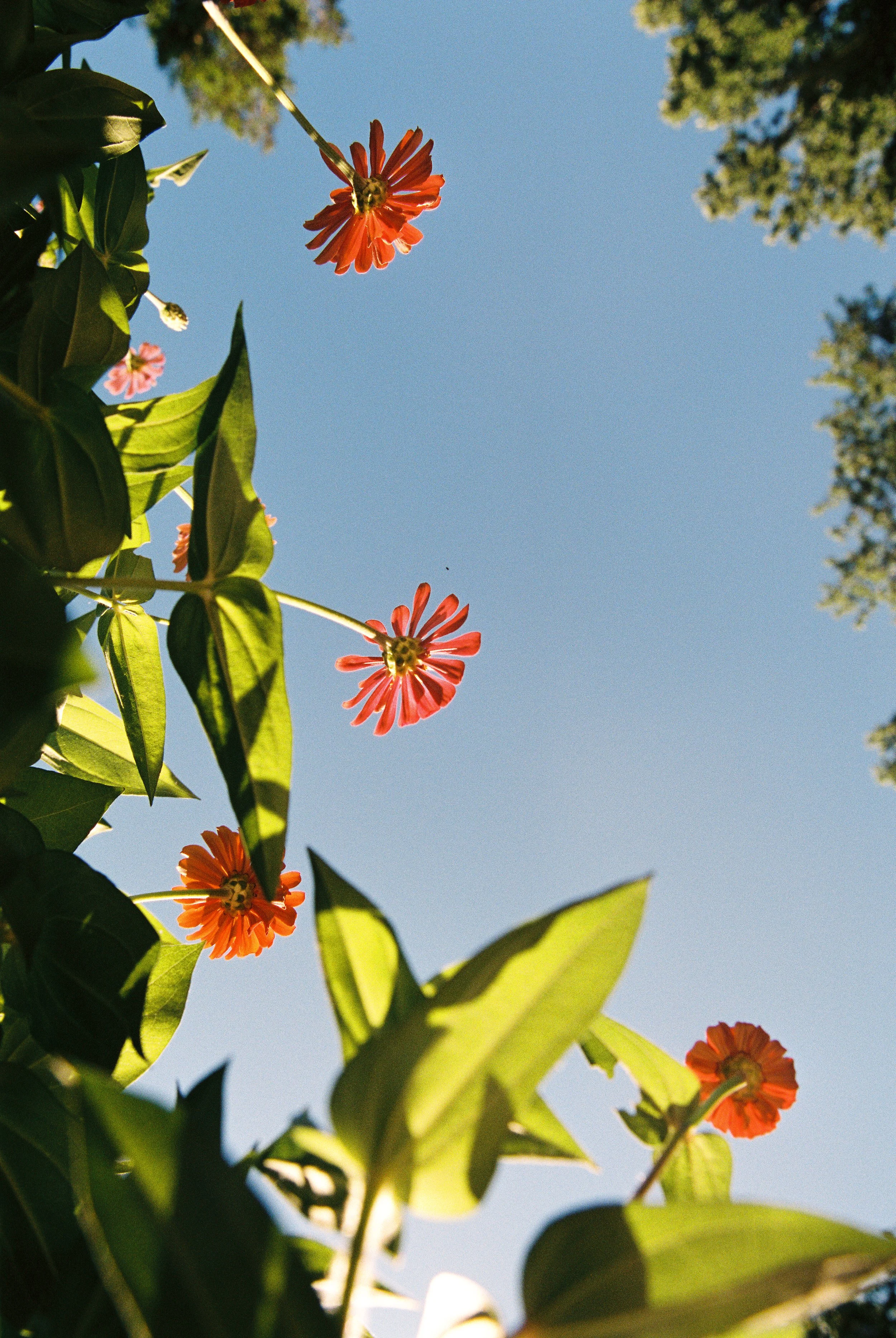 Zinnia-1.jpg