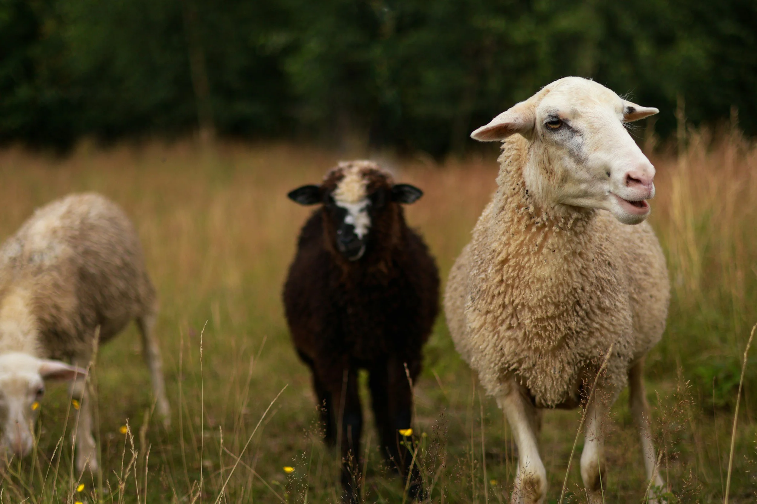A group of sheep grazing in a field with trees in the background, including a white sheep in the foreground, a black sheep behind it, and another sheep partially visible on the left.