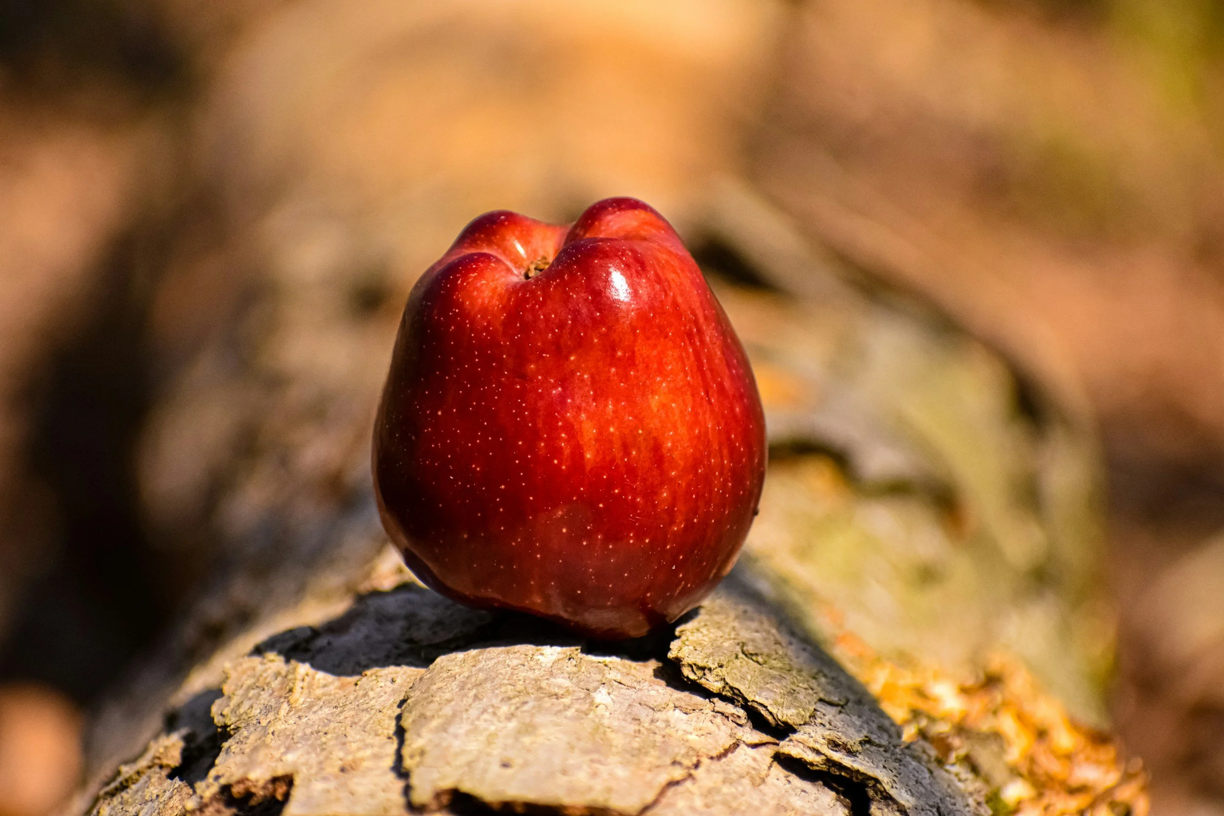 Close-up of a red apple placed on a tree branch in natural outdoor setting.