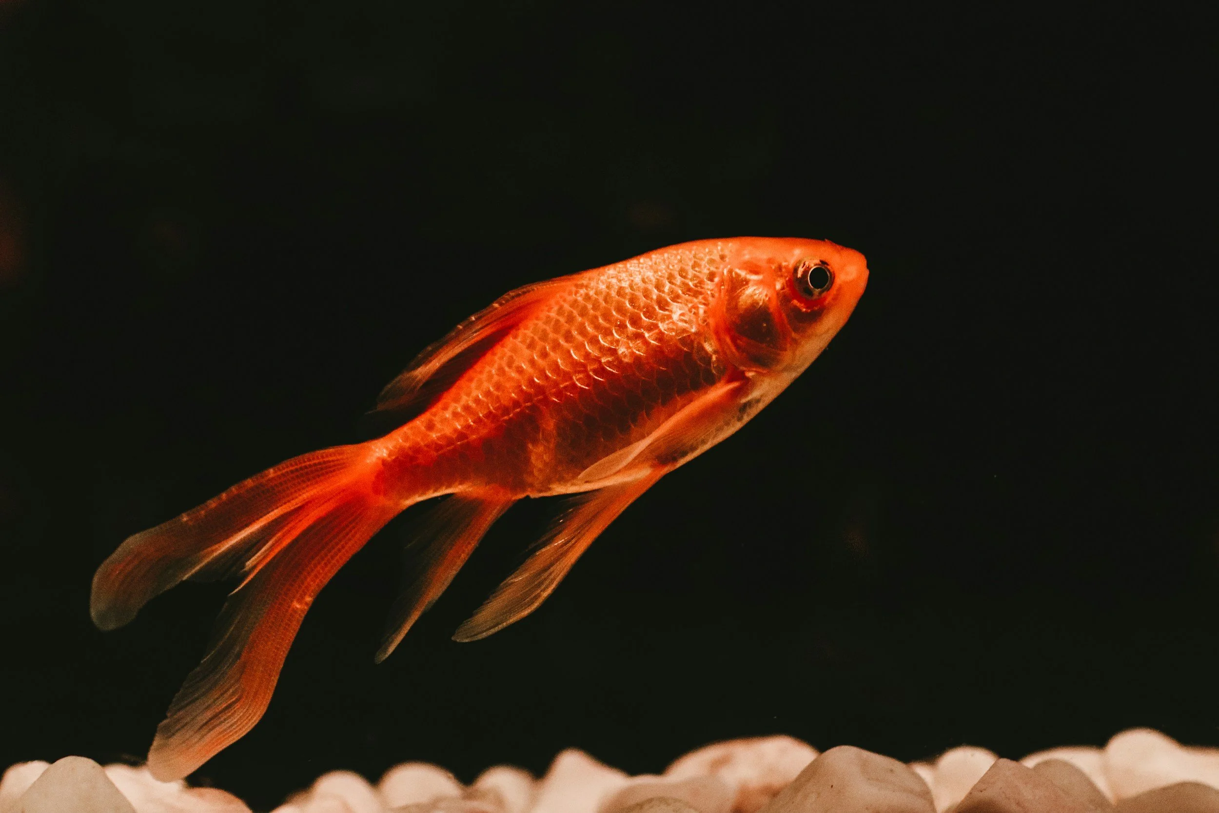 A single orange goldfish swimming in a dark tank with a gravel bottom.