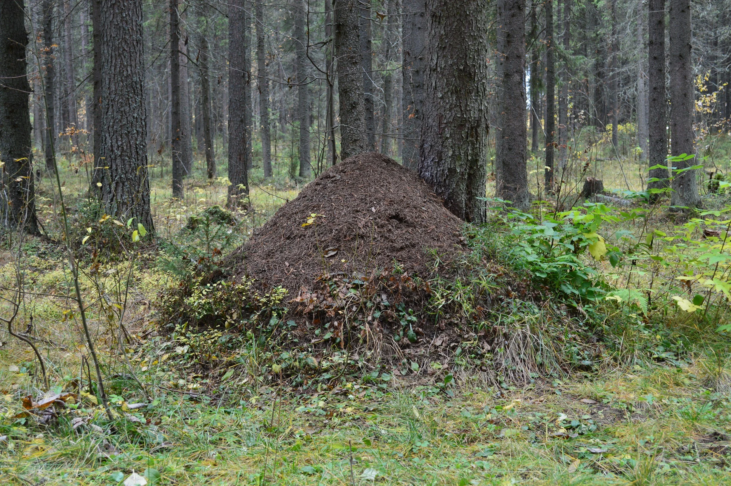 A forest with numerous trees, some with textured bark, and a large ant hill at the base of one tree. The ground is covered with grass, leaves, and small plants.