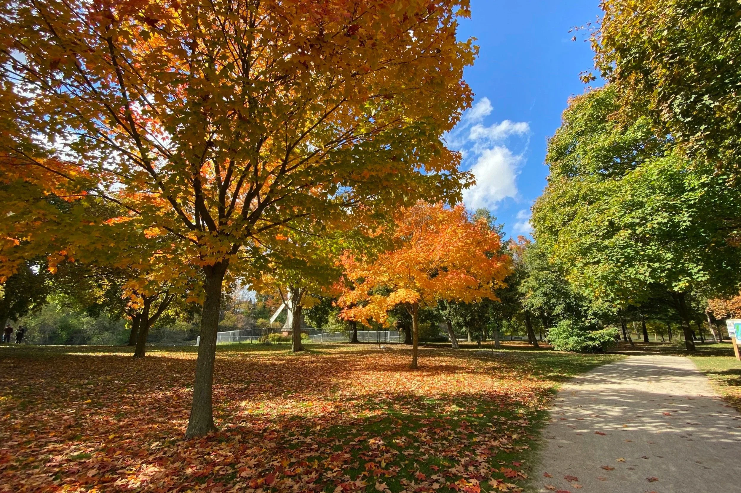 A park with trees showcasing vibrant autumn leaves in red, orange, and yellow. There is a walking path, a small grassy area, and a fence in the background with a clear blue sky overhead.