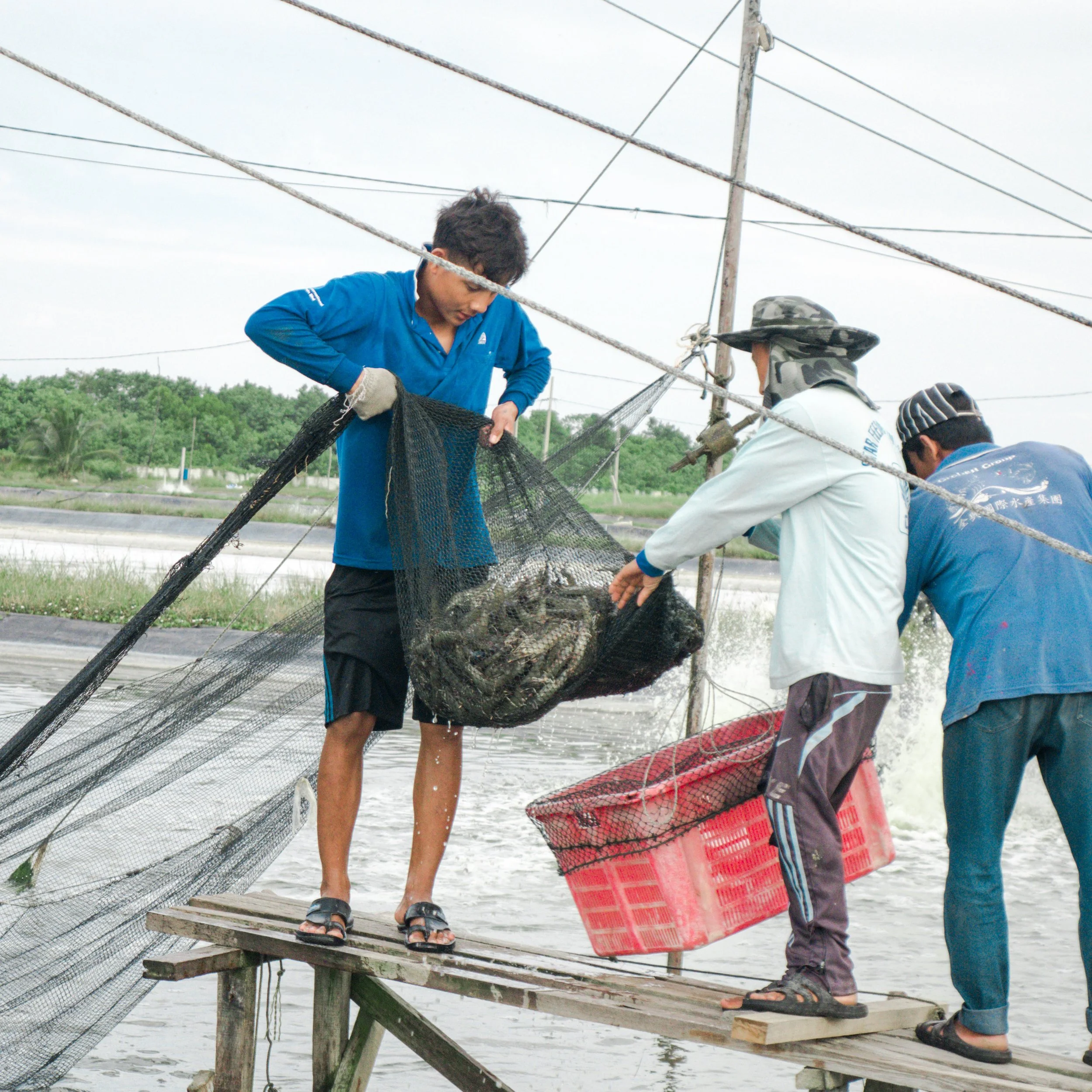 Three men wearing hats and gloves are unloading a large net full of fish from a wooden dock near fishing nets in the water.