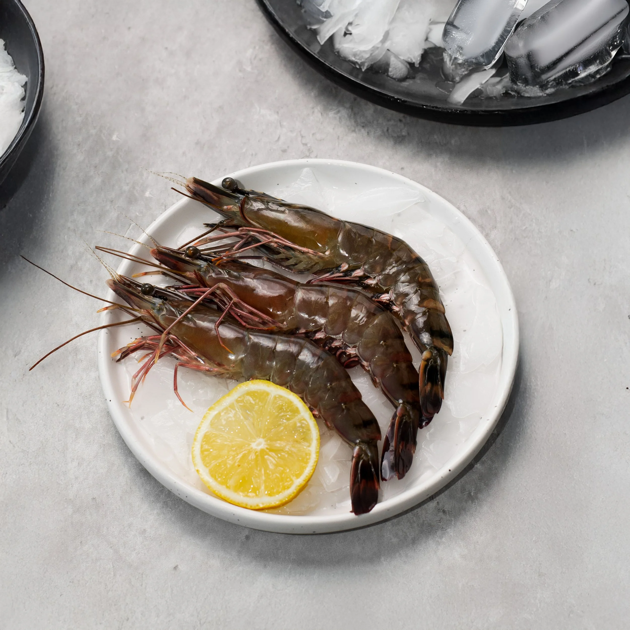 Live Black Tiger Prawn