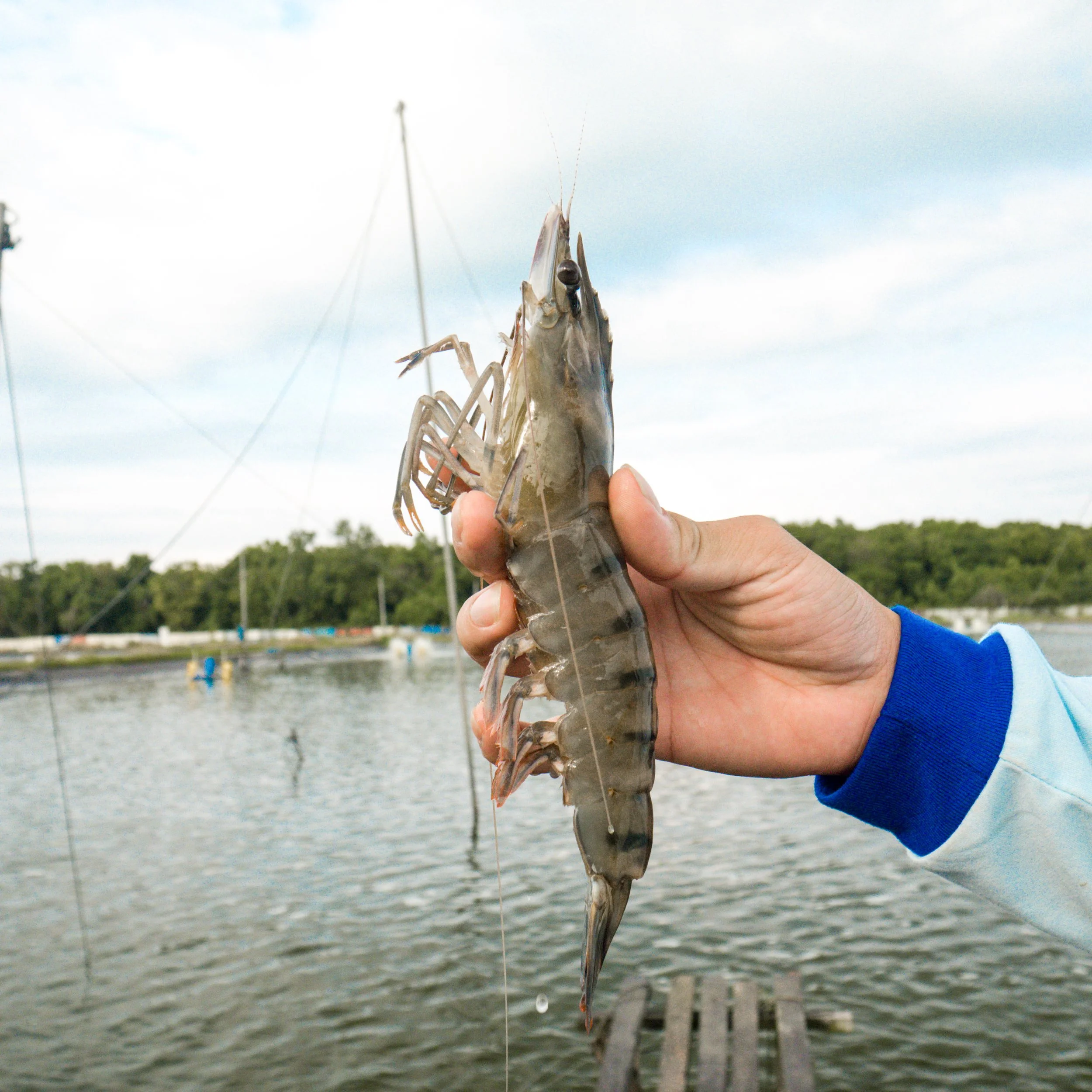 Person holding a freshly caught shrimp over a water body with boats and trees in the background.