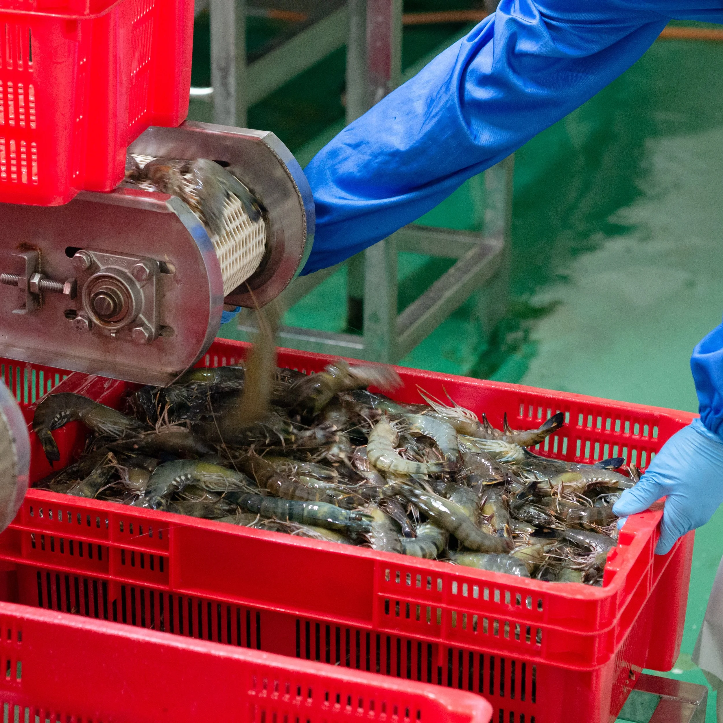 Workers in blue gloves place raw shrimp into a red plastic crate at a seafood processing facility.