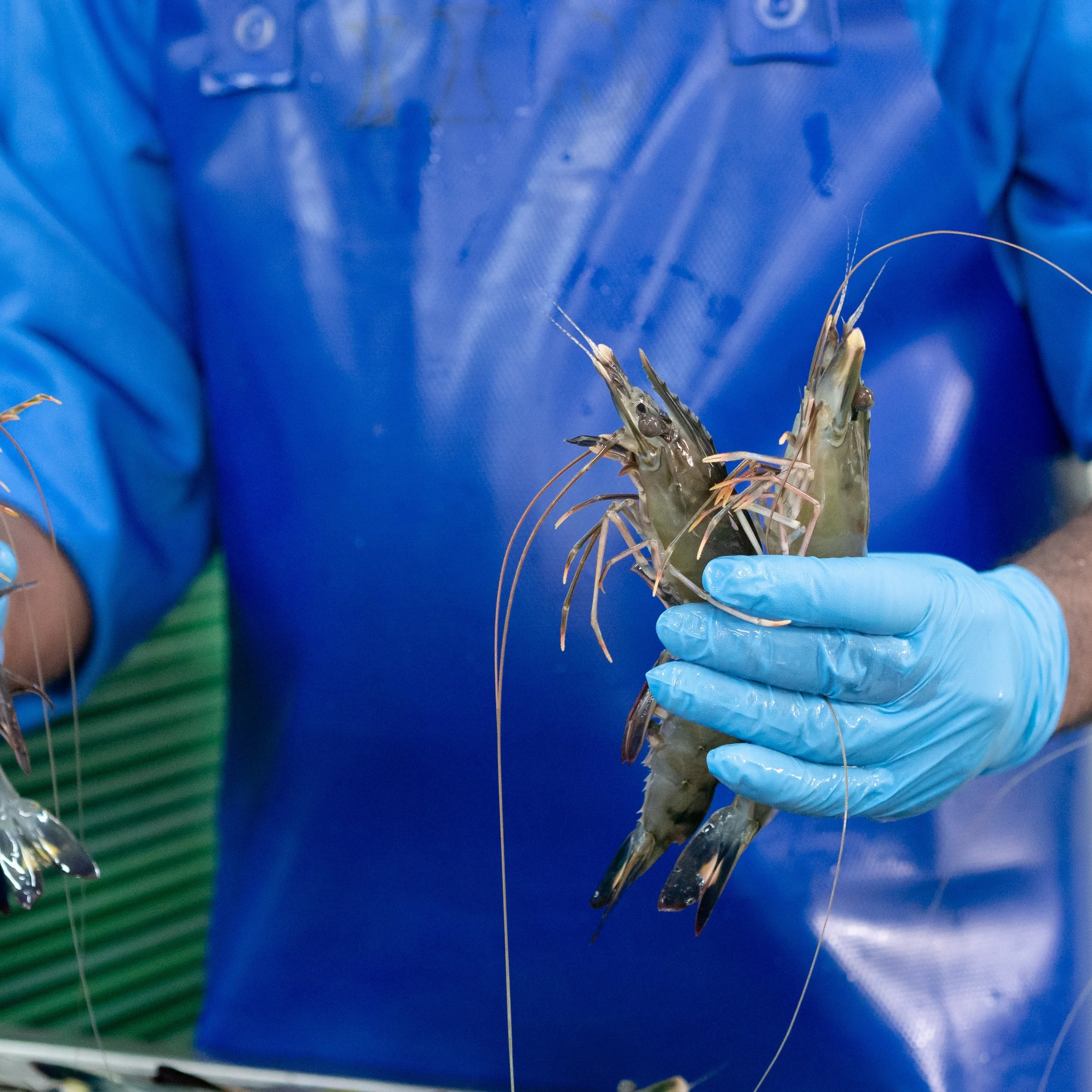 Person wearing blue gloves holding a live shrimp with a blue apron.