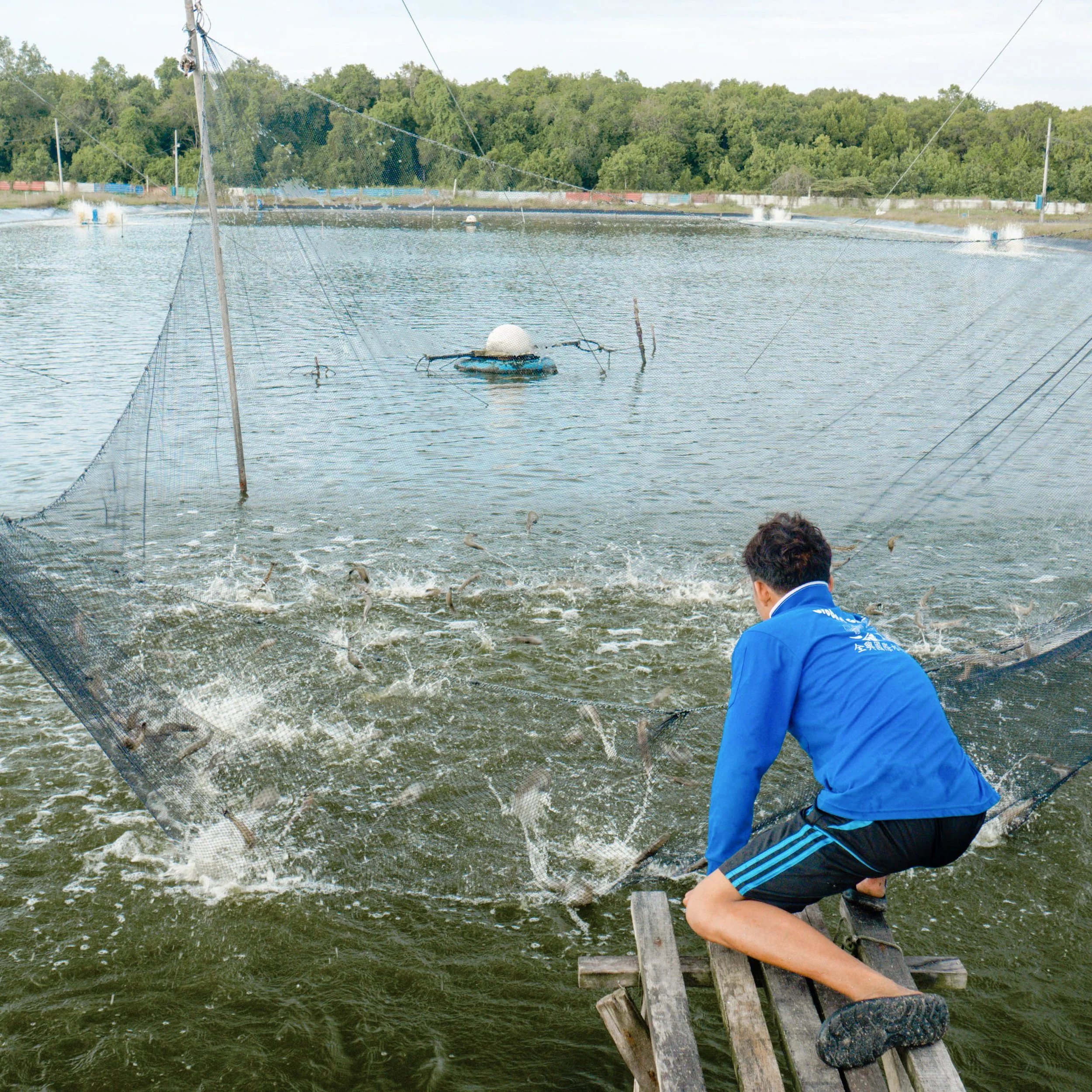 A young man in a blue jacket and black shorts is fishing in a pond, surrounded by a net to contain the fish. Water splashes as fish jump, with a buoy and trees in the background.