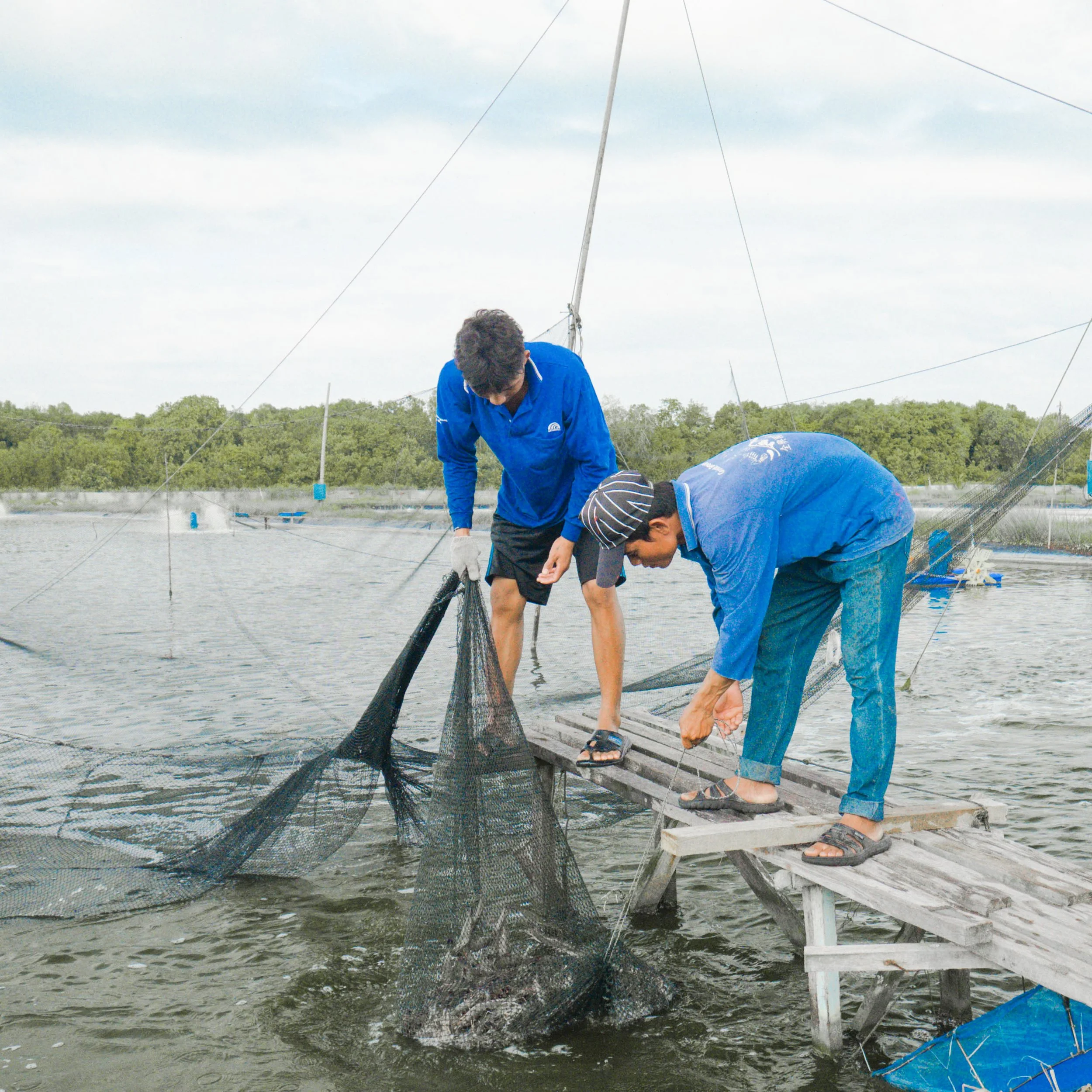 Two men in blue shirts and sandals are on a small wooden dock, pulling a large fish out of the water using a net, with a lake and trees in the background.