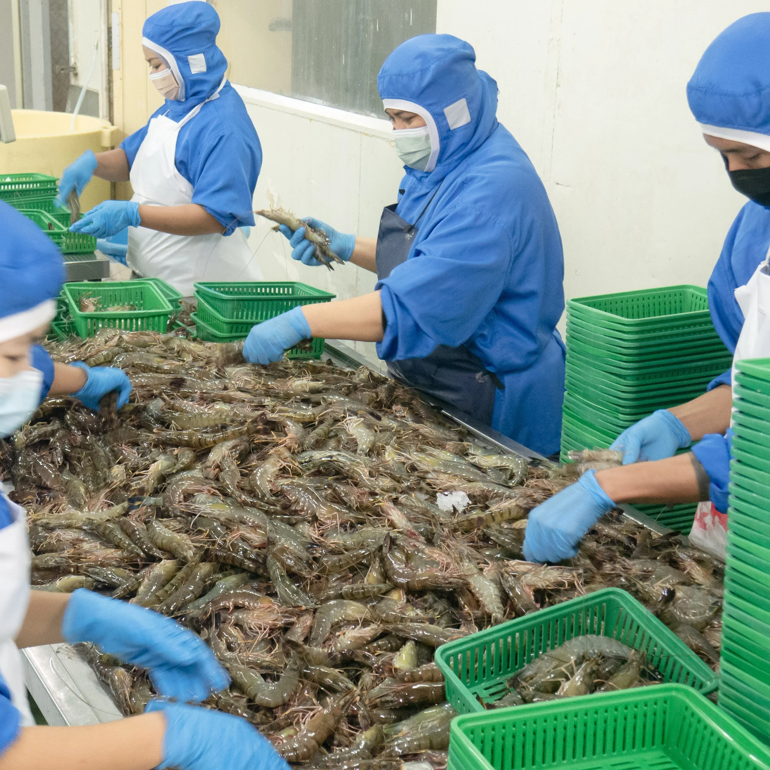 Workers in blue uniforms and masks sorting fresh shrimp on a processing line at a seafood factory.