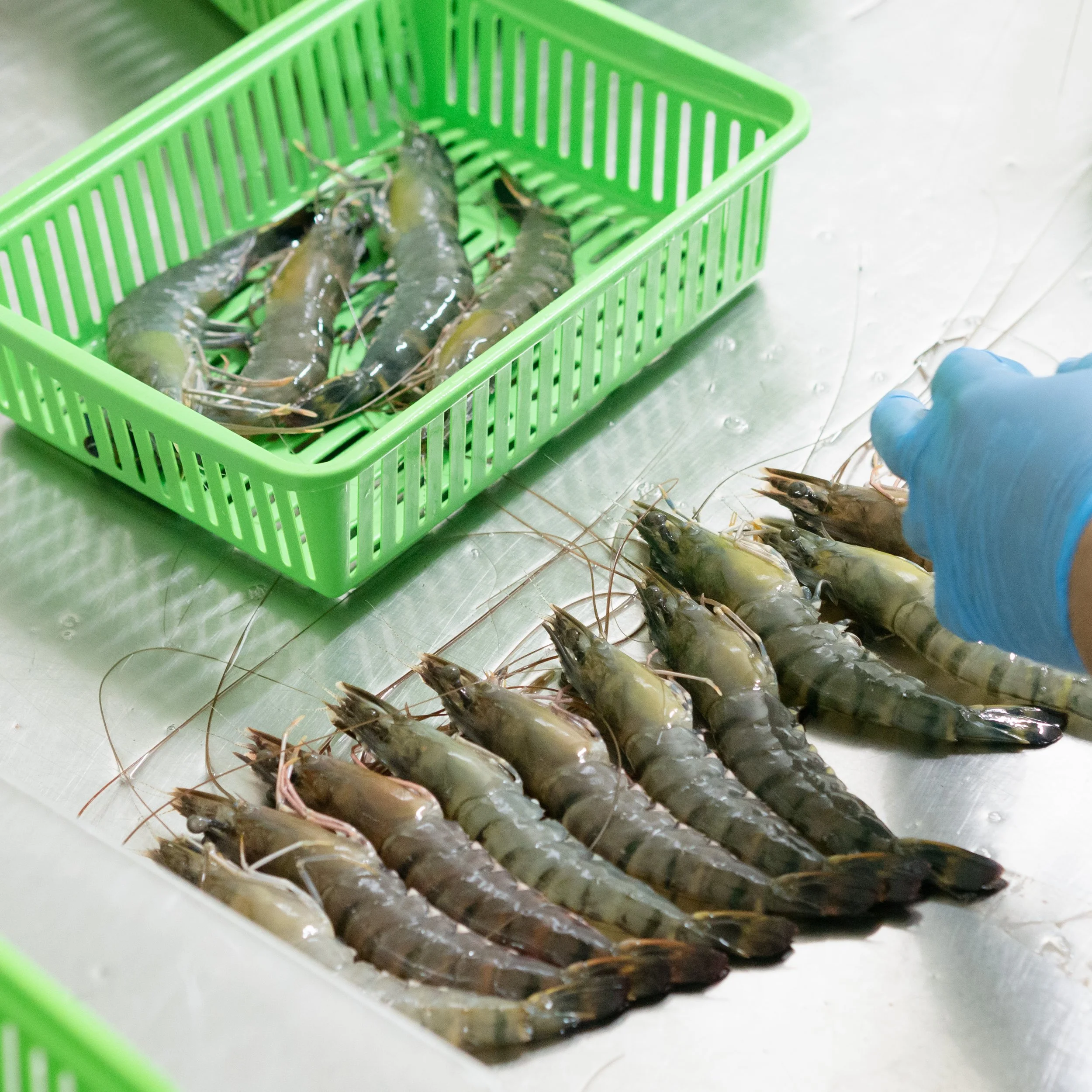Large shrimp in a green plastic basket on a stainless steel table, with more shrimp lined up on the table, and a person wearing a blue glove handling them.