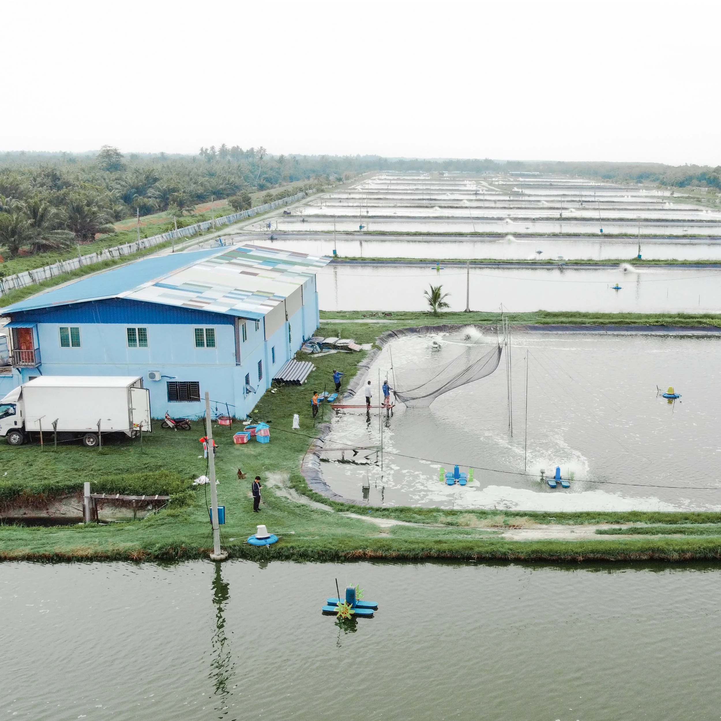 A fish farm with multiple tanks and workers harvesting fish using nets. The farm is located in a rural area with green fields and water bodies.