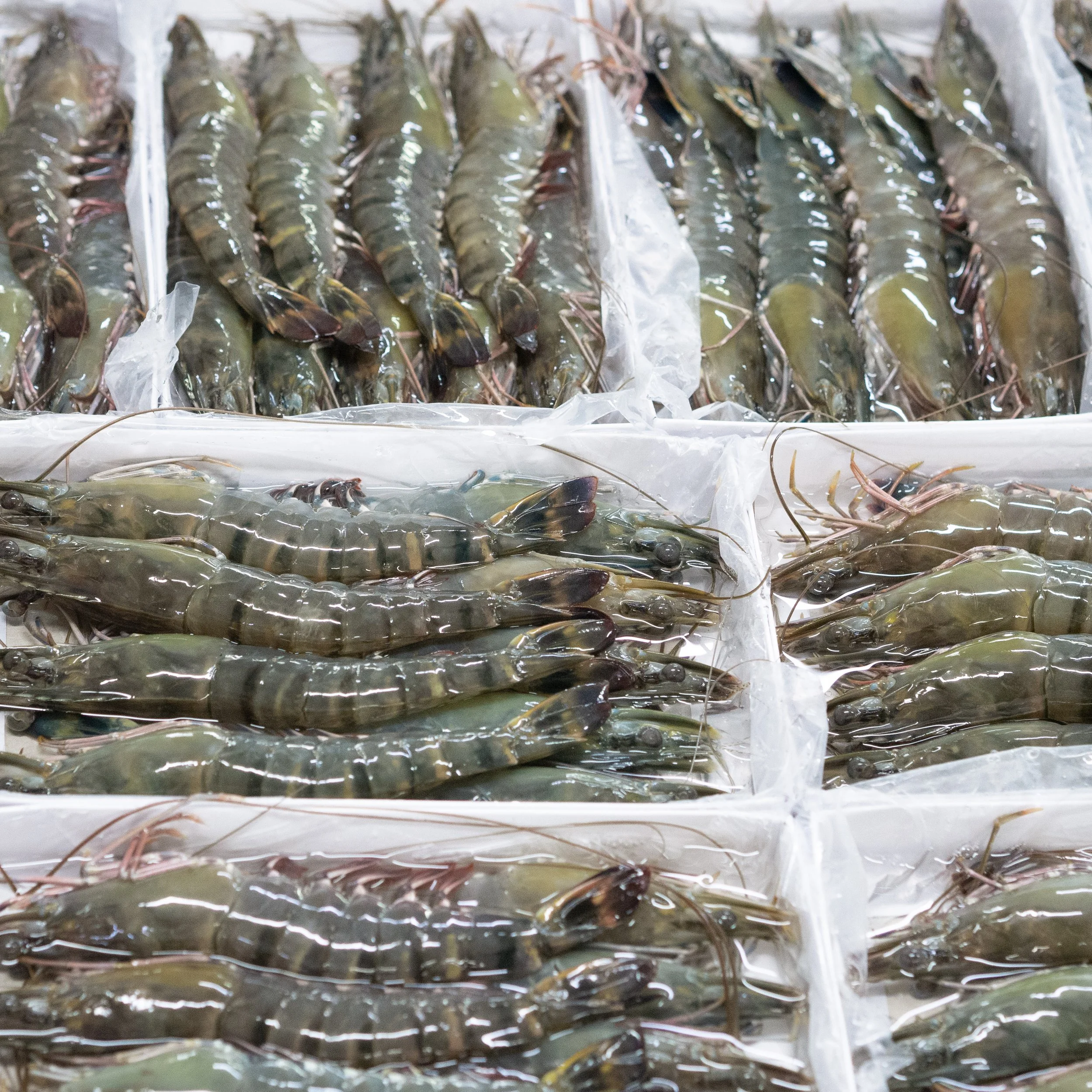 Several trays filled with raw, fresh shrimp at a market.
