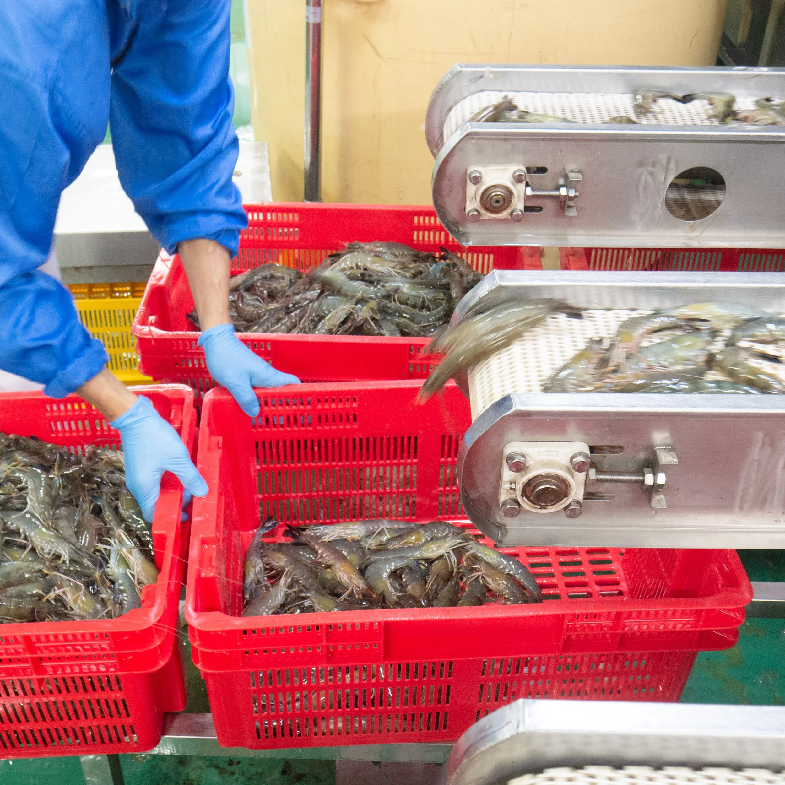 Person working with fresh shrimp in a seafood processing facility, using safety gloves, with red baskets and a machine for processing shrimp.