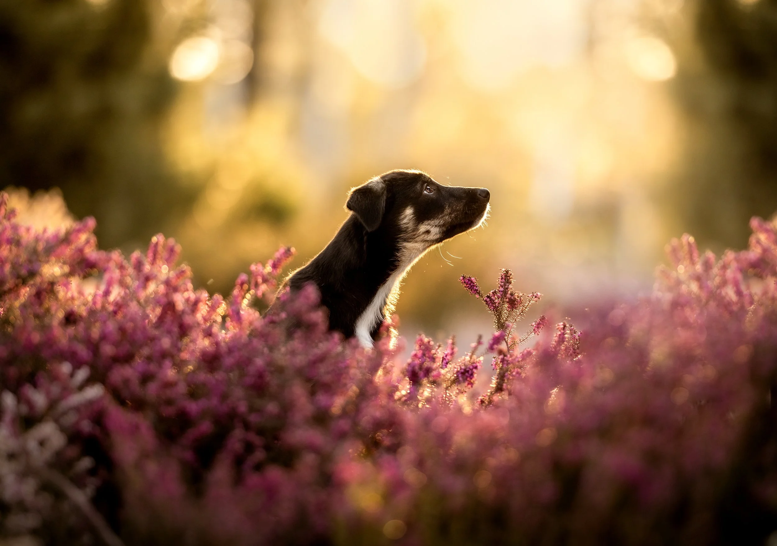 4F3A3262-indira heide seite Kopie.jpg