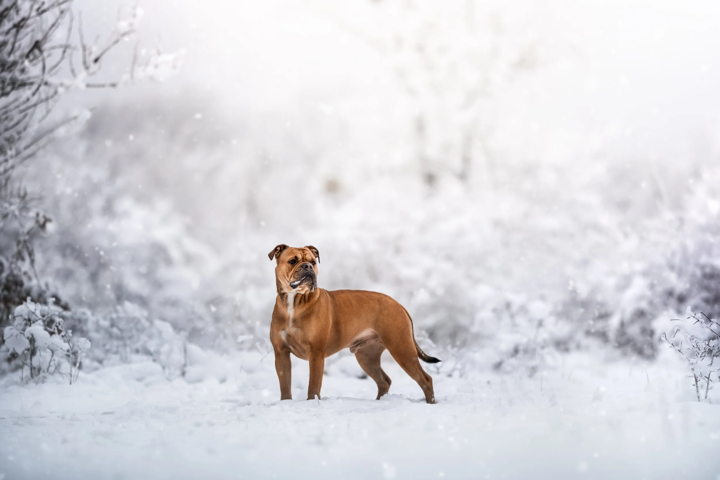 4F3A7264-ben steht schnee weit Kopie.jpg
