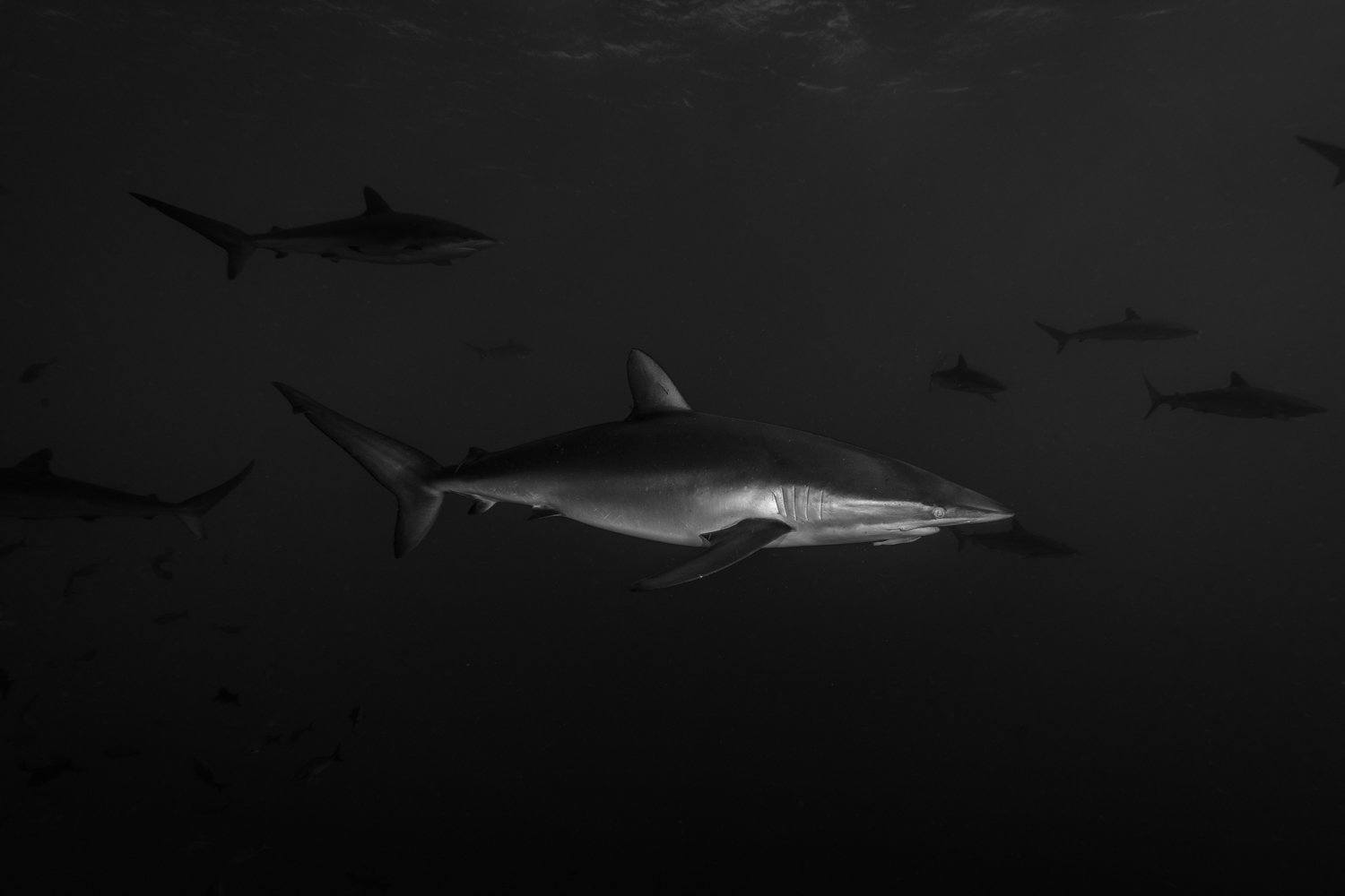 Wildlife-25 Roca partida 30-4-23.jpg