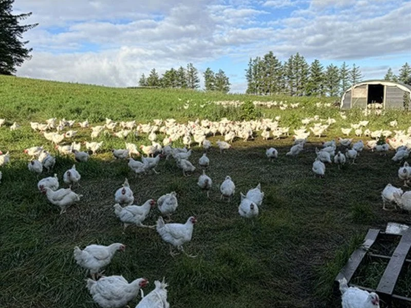 St Bride's Free Range Poultry