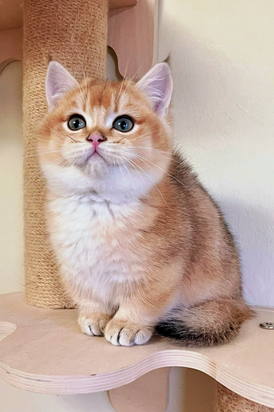 A cute orange tabby kitten with striking blue eyes sits on a beige platform of a cat tree, with a scratching post behind it and a small metallic object nearby.