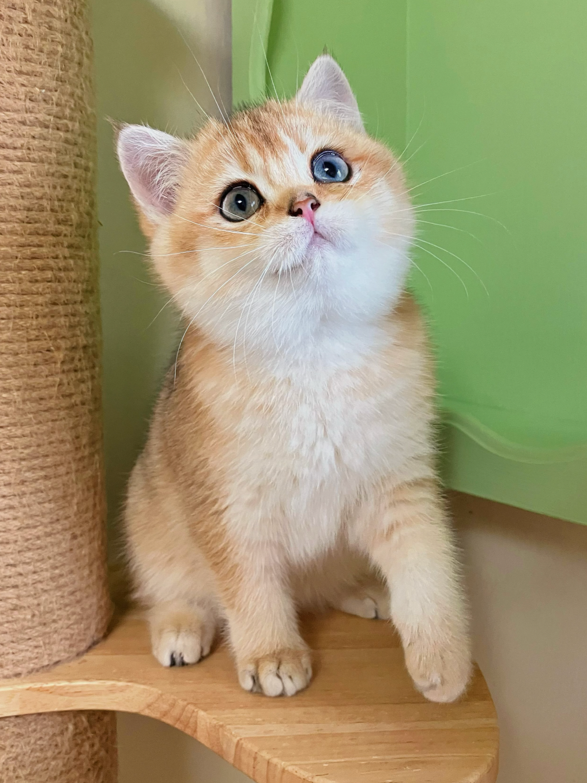 A cute orange tabby kitten with blue eyes sitting on a wooden platform, near a scratching post and green background.