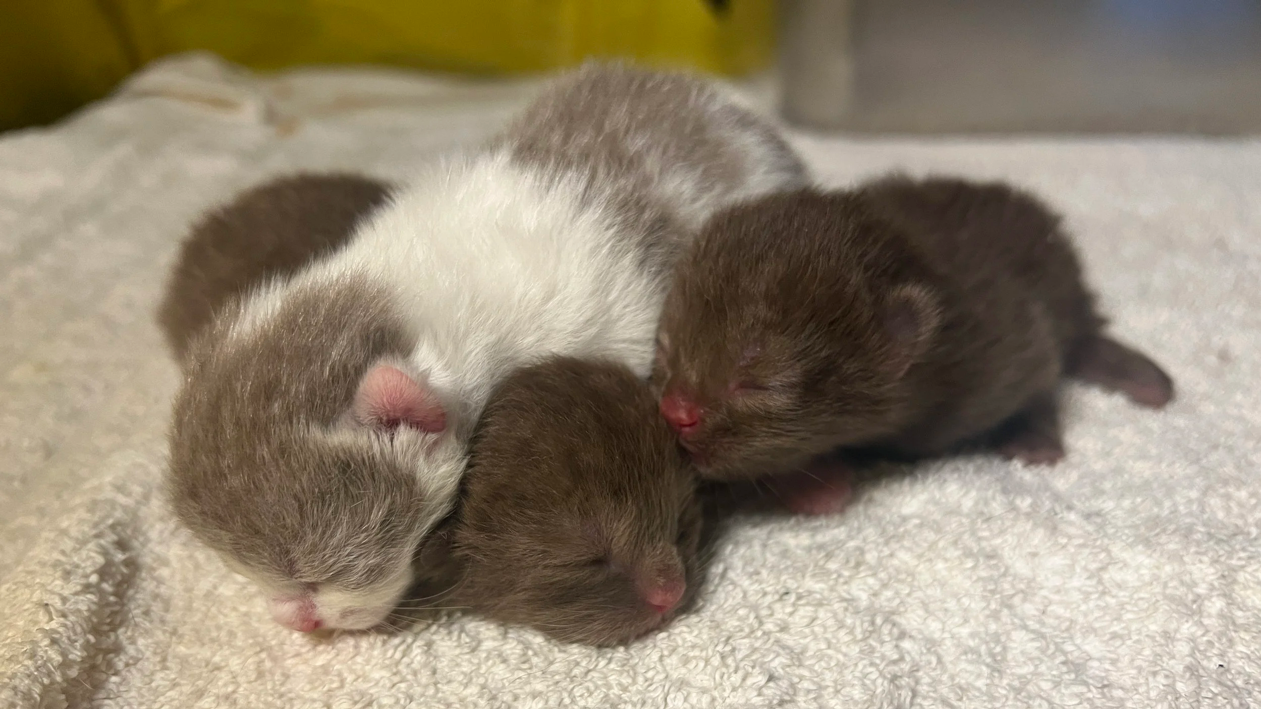 Four tiny, sleeping baby animals, likely ferrets, with closed eyes, resting on a soft, light-colored towel or blanket.