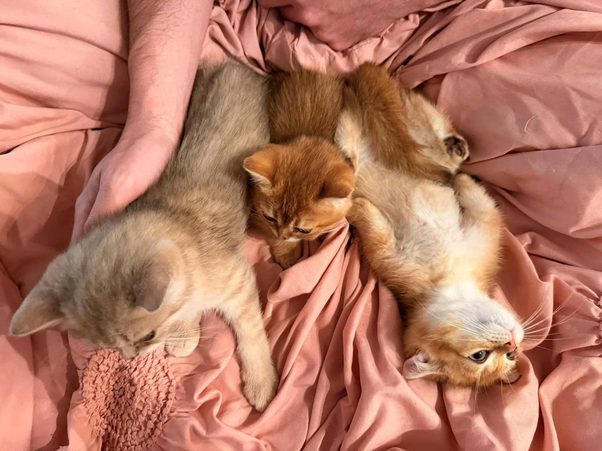 718965181_981880284722482_997668798404901092_n.jpg