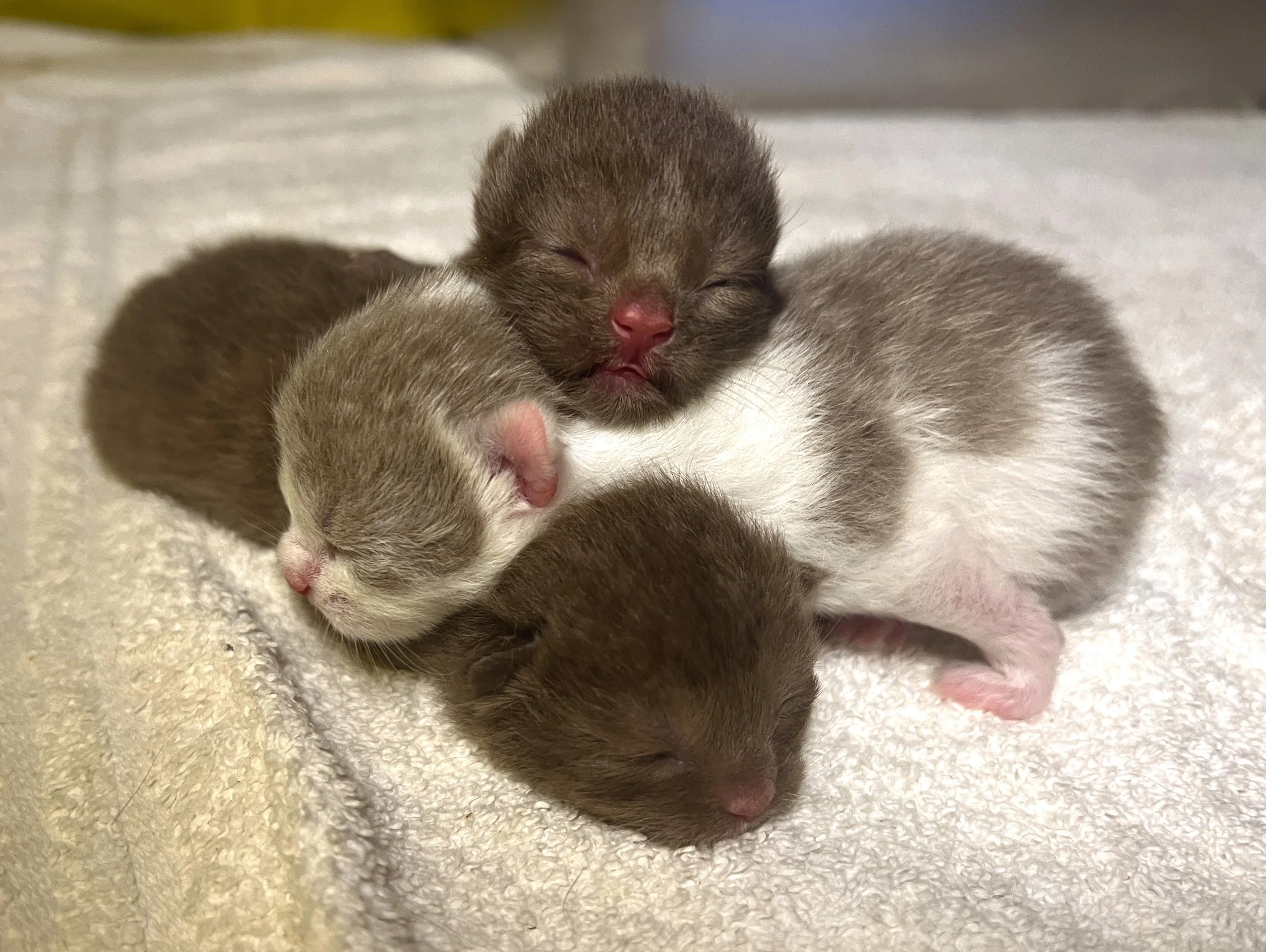 Four newborn kittens, three brown and one white with brown patches, sleeping closely together on a soft, light-colored surface.