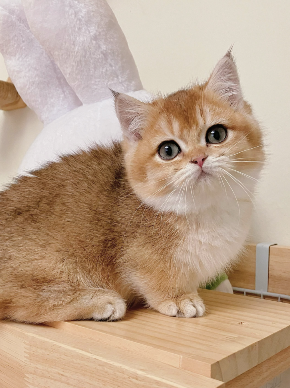 A cute, fluffy, orange and white kitten sitting on a wooden surface with a Christmas-themed decoration in the background.