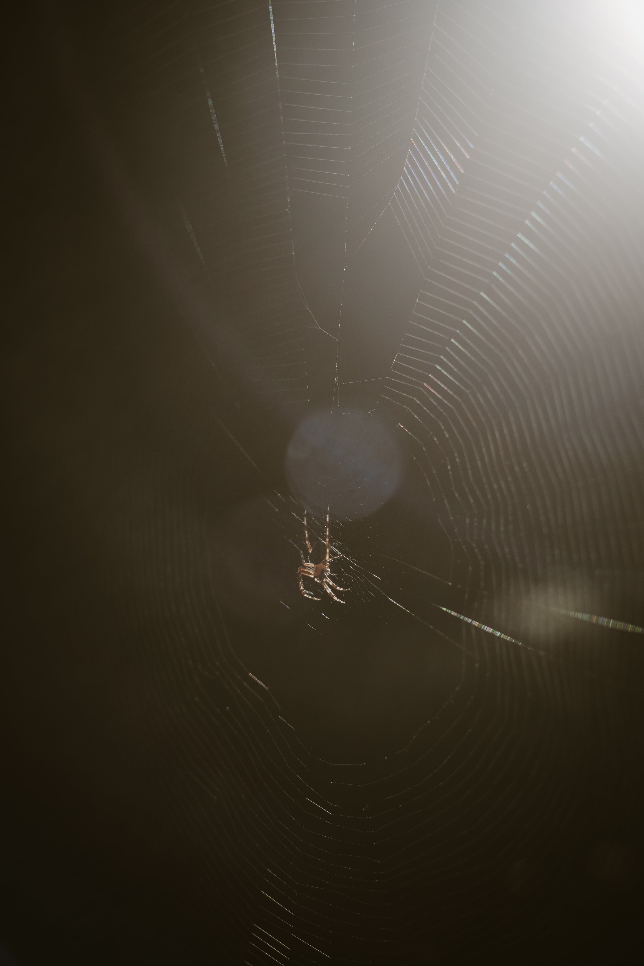 Spider