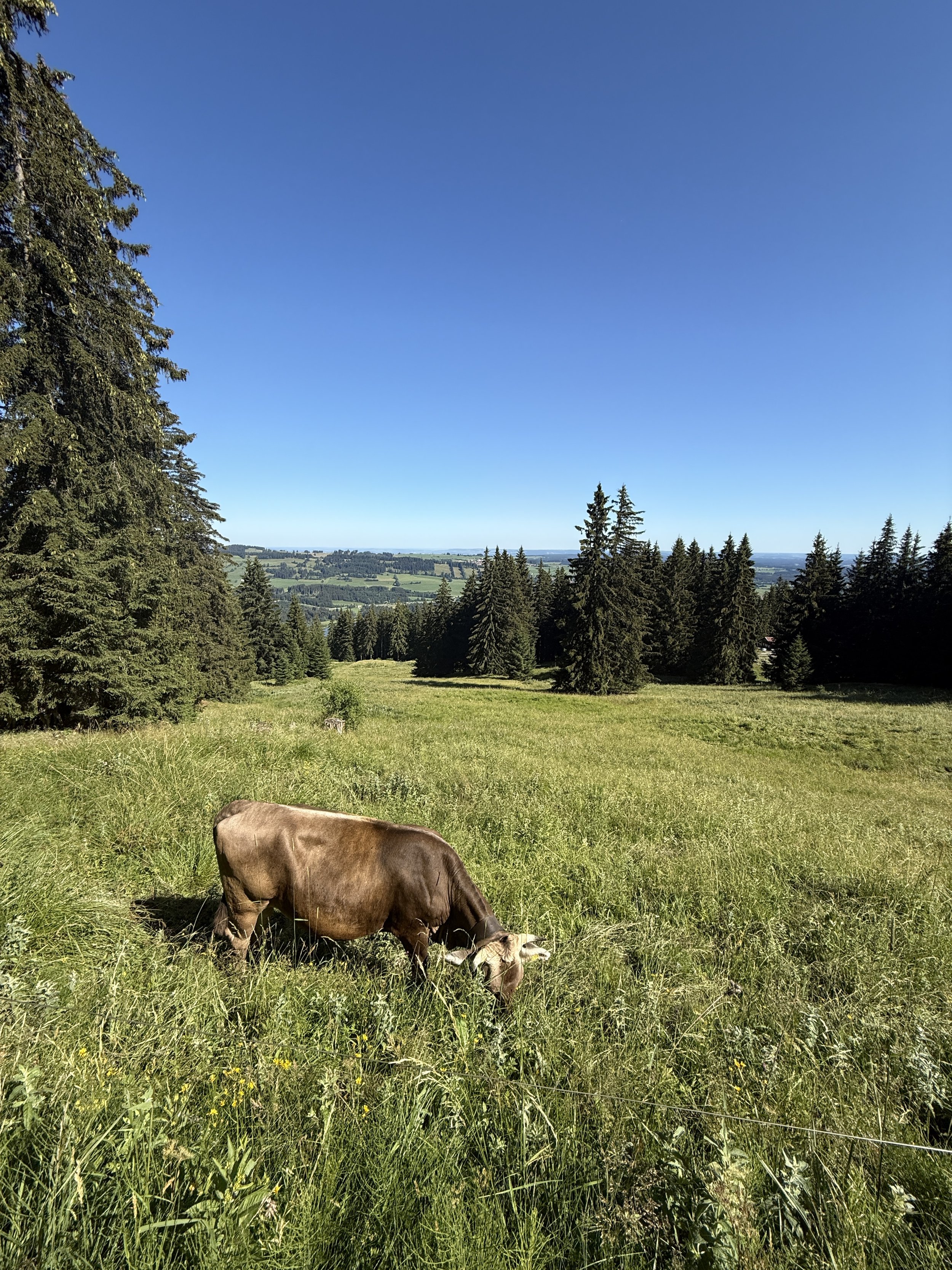Wandern auf die Reuterwanne – warum Natur Teil meiner 1:1 Retreats im Allgäu ist