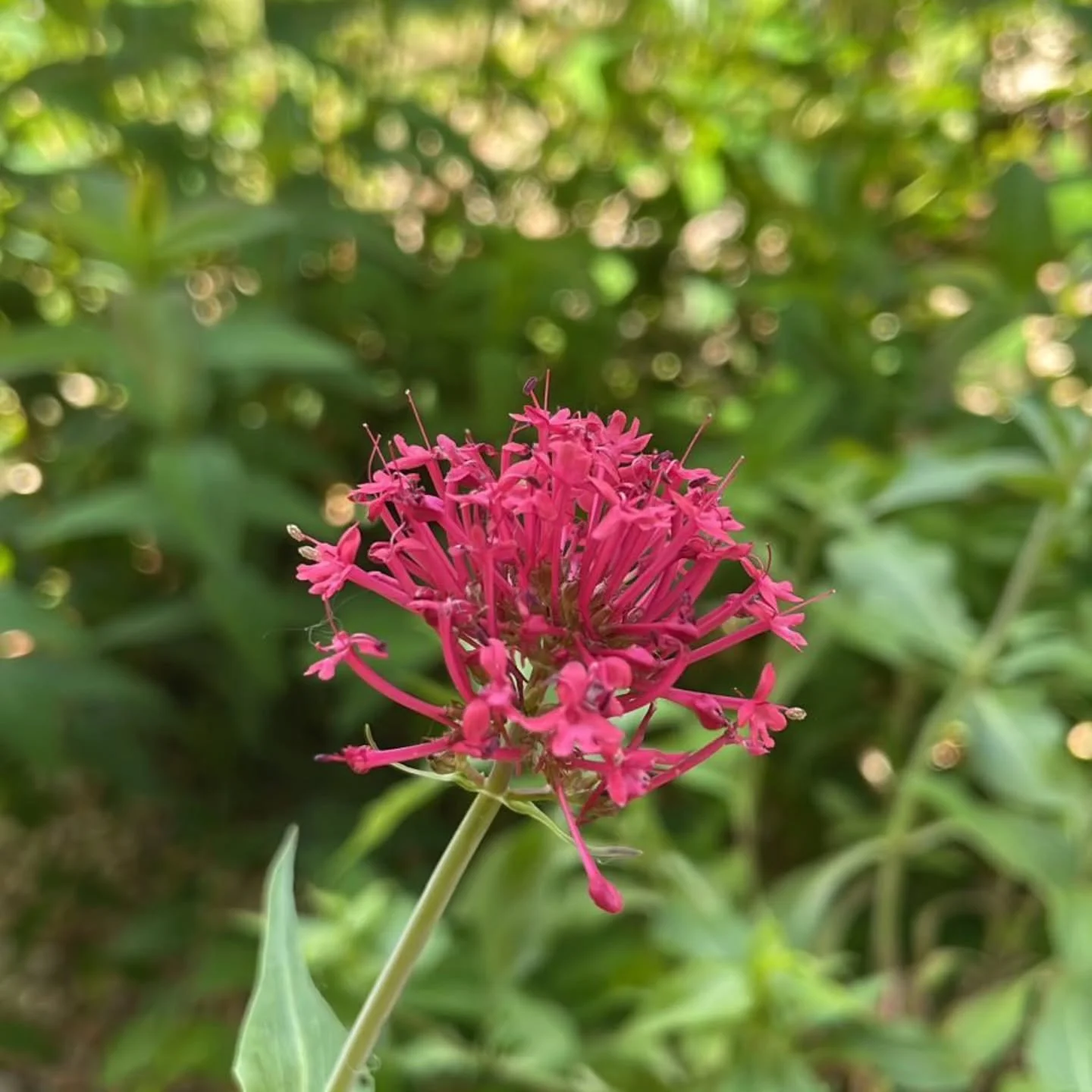 She blooms where she feels at home

#flowers 
#kenya 
#NyumbaMalaika 
#life