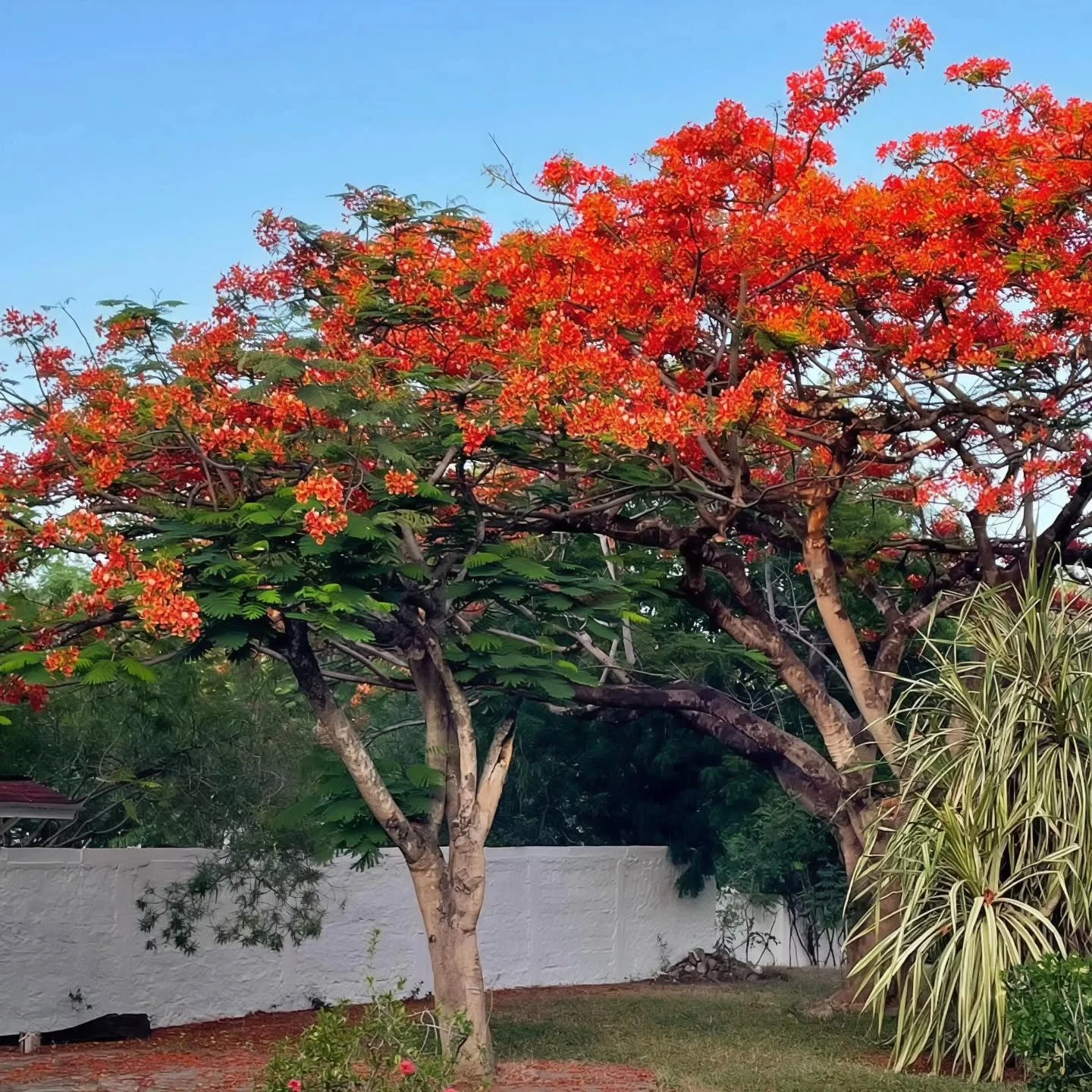 Red light

#redlight
#tropicalplants 
#Malindi