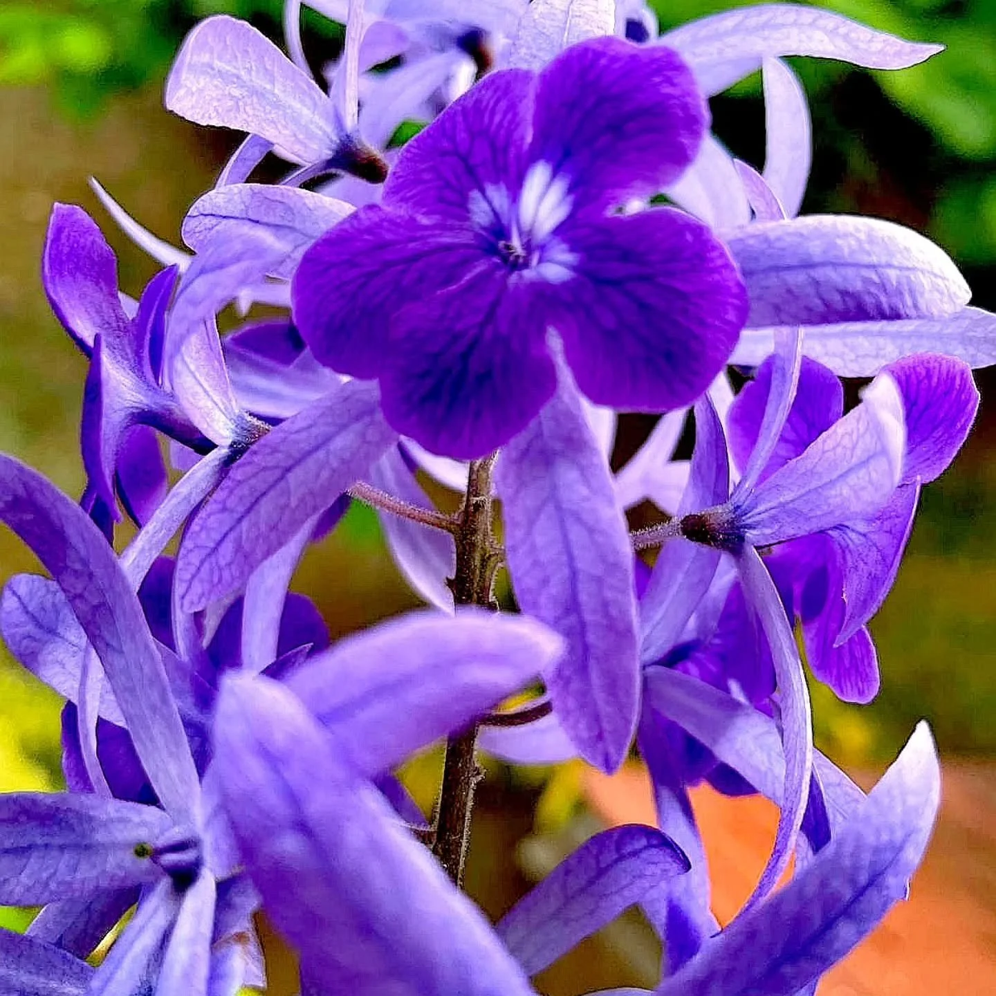 What endures never rushes to bloom

#neverrushes
#bloom
#flowers 
#malindi