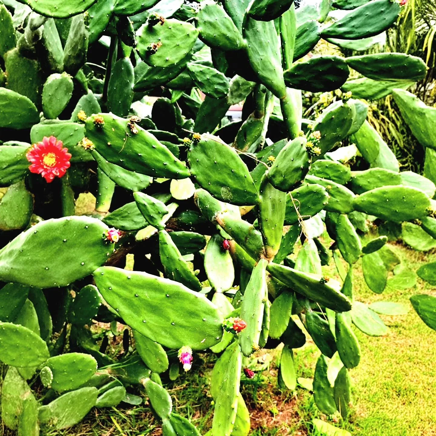 Where the land is harsh, resilience grows

#land
#resilience 
#garden
#malaika