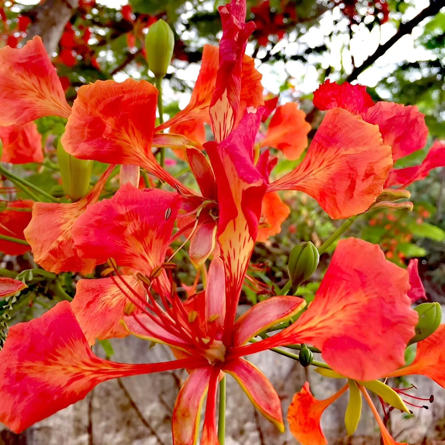 Under the same sky, every flower sings the same quiet prayer

#under
#samesky 
#flower
#sing
#sameprayer