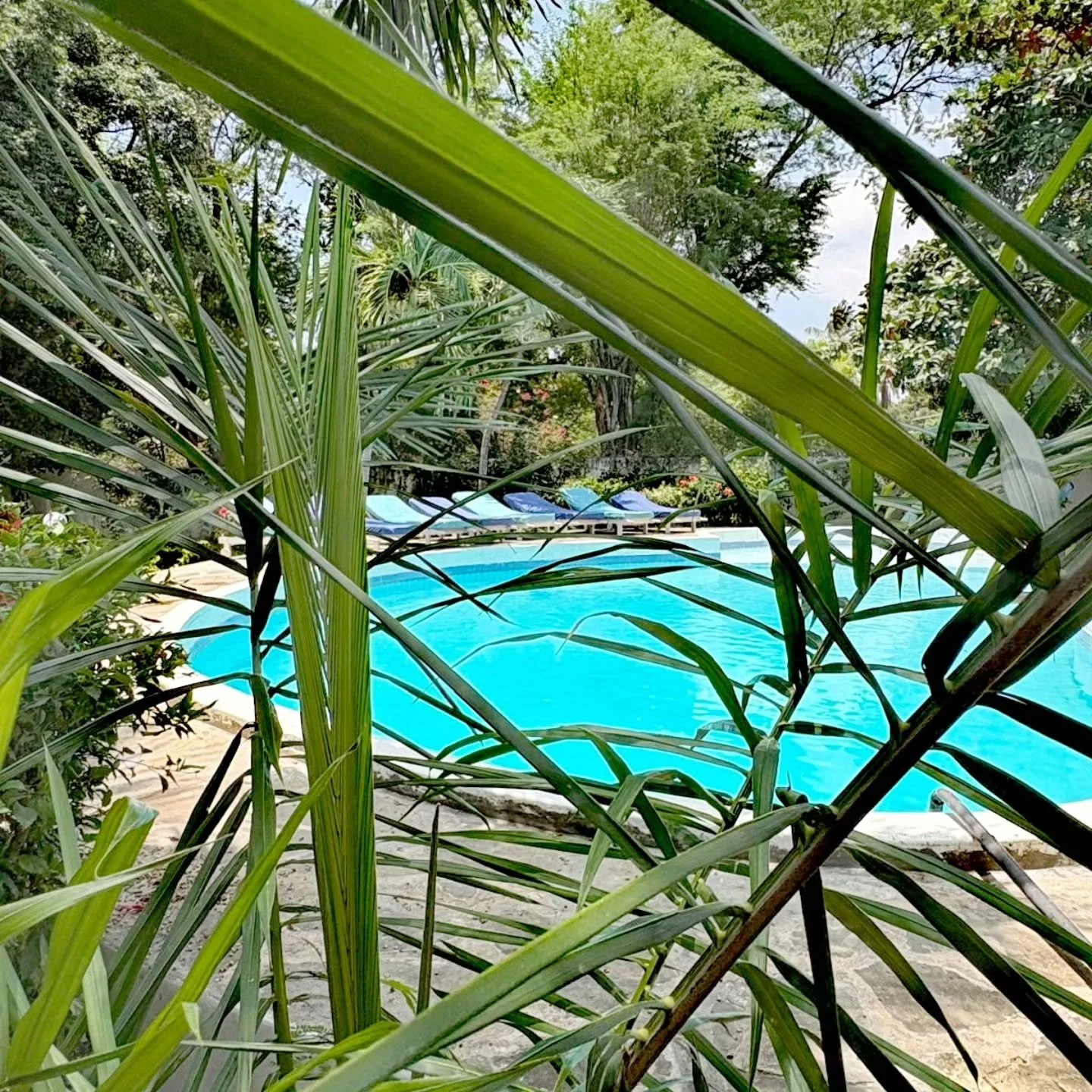 The truth hides in the leaves. Not all of it should be seen

#truth
#notall 
#should
#be 
#seen