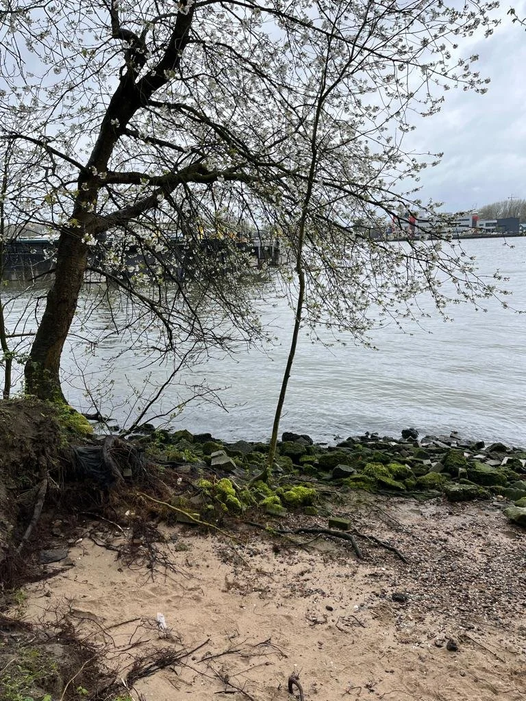 The water where the salmon used to live on the van Brienenoord island