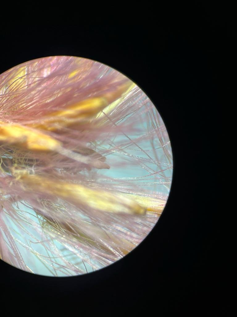 Working with a phone microscope