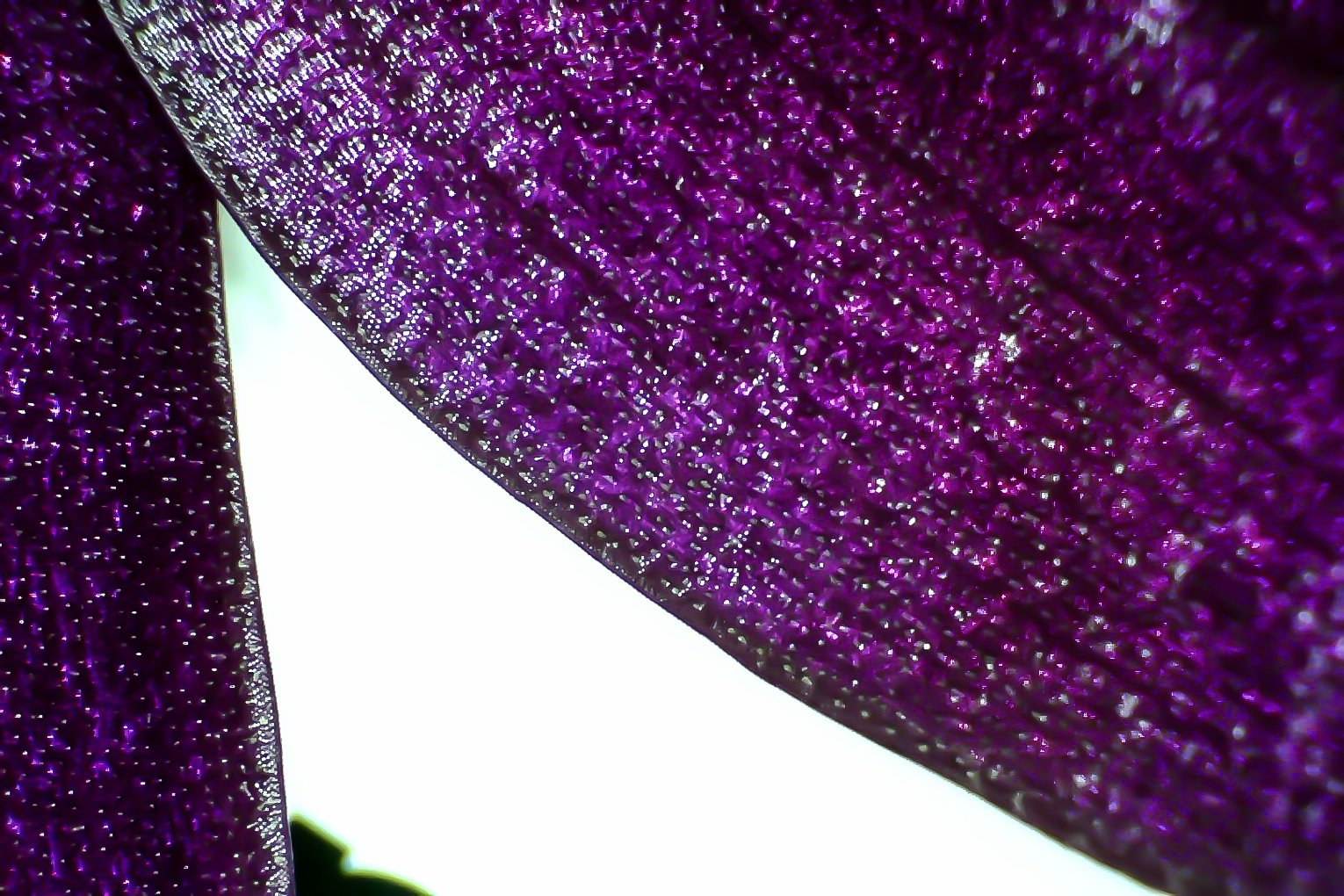 Close-up microscope pictures of flowers and plants
