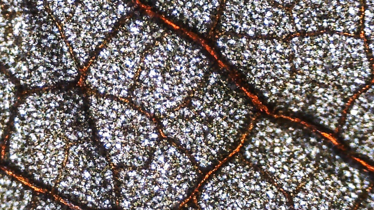 Close-up microscope picture of a dried leaf