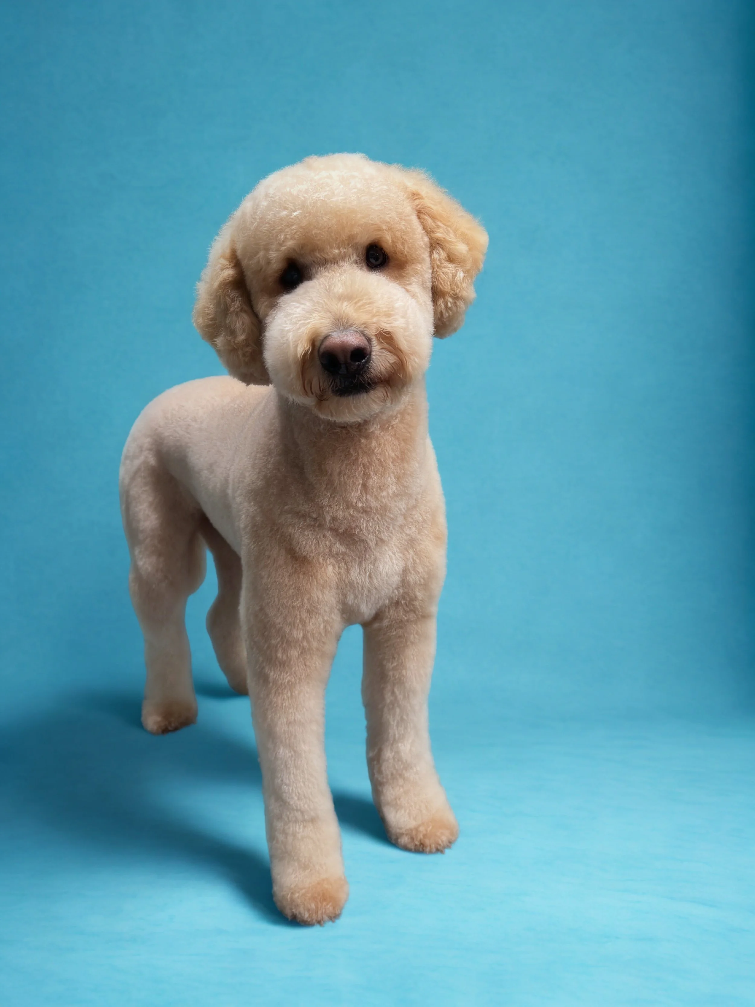 A cute beige poodle puppy standing on a blue surface against a blue background.
