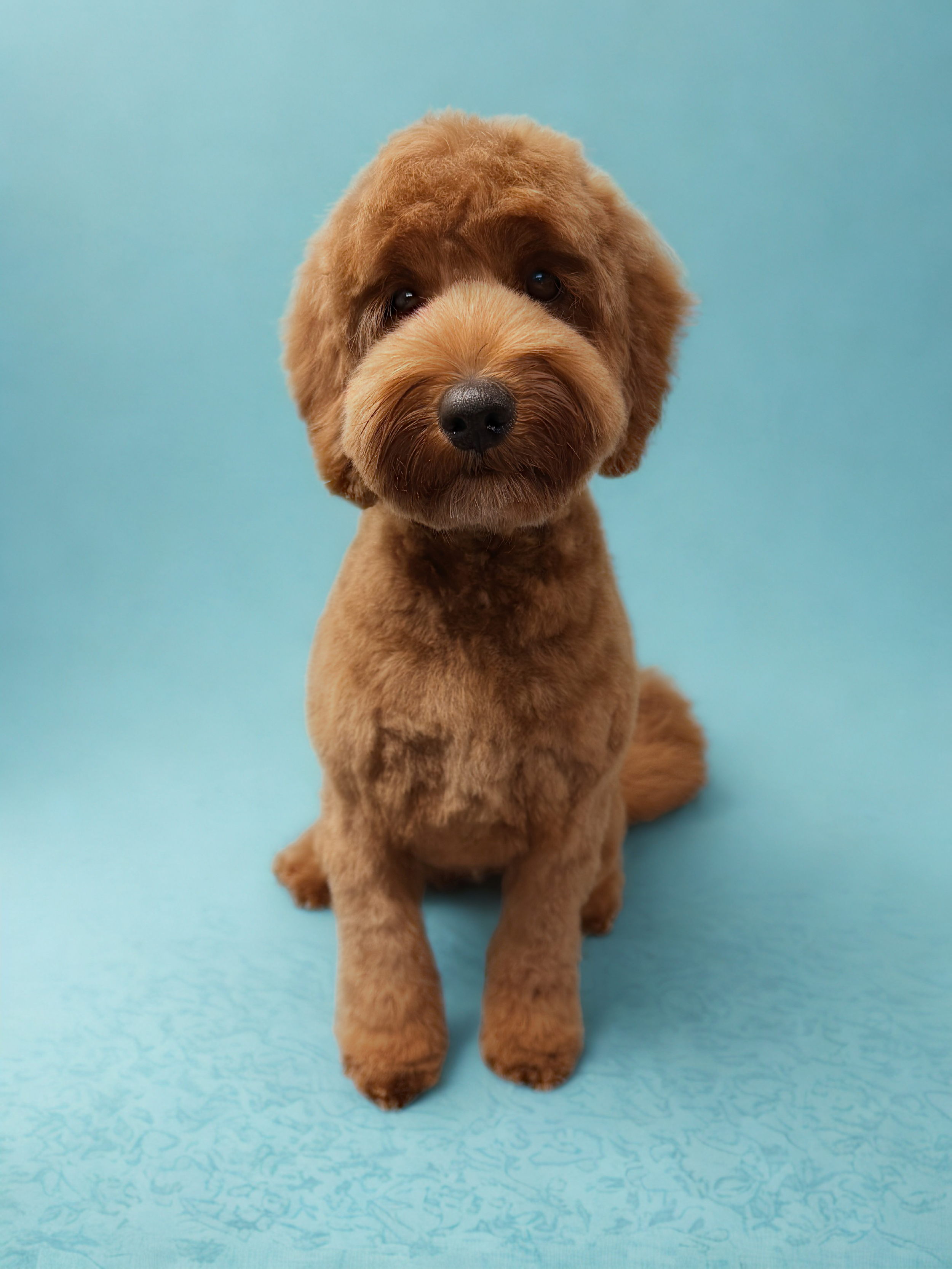 A cute brown dog with fluffy fur sitting on a light blue background, looking directly at the camera.