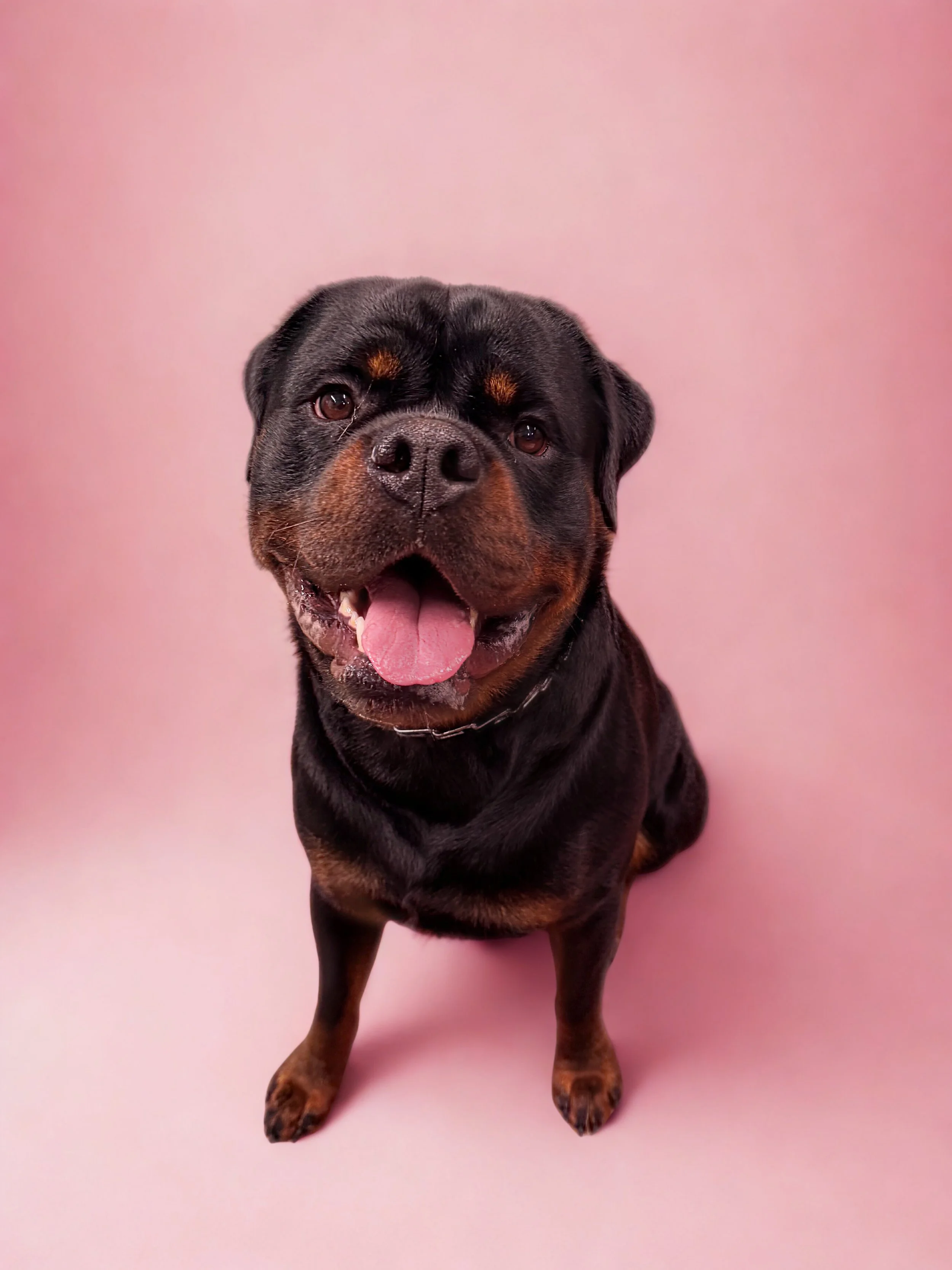 A happy Rottweiler dog sitting on a pink background, with its tongue out and smiling.