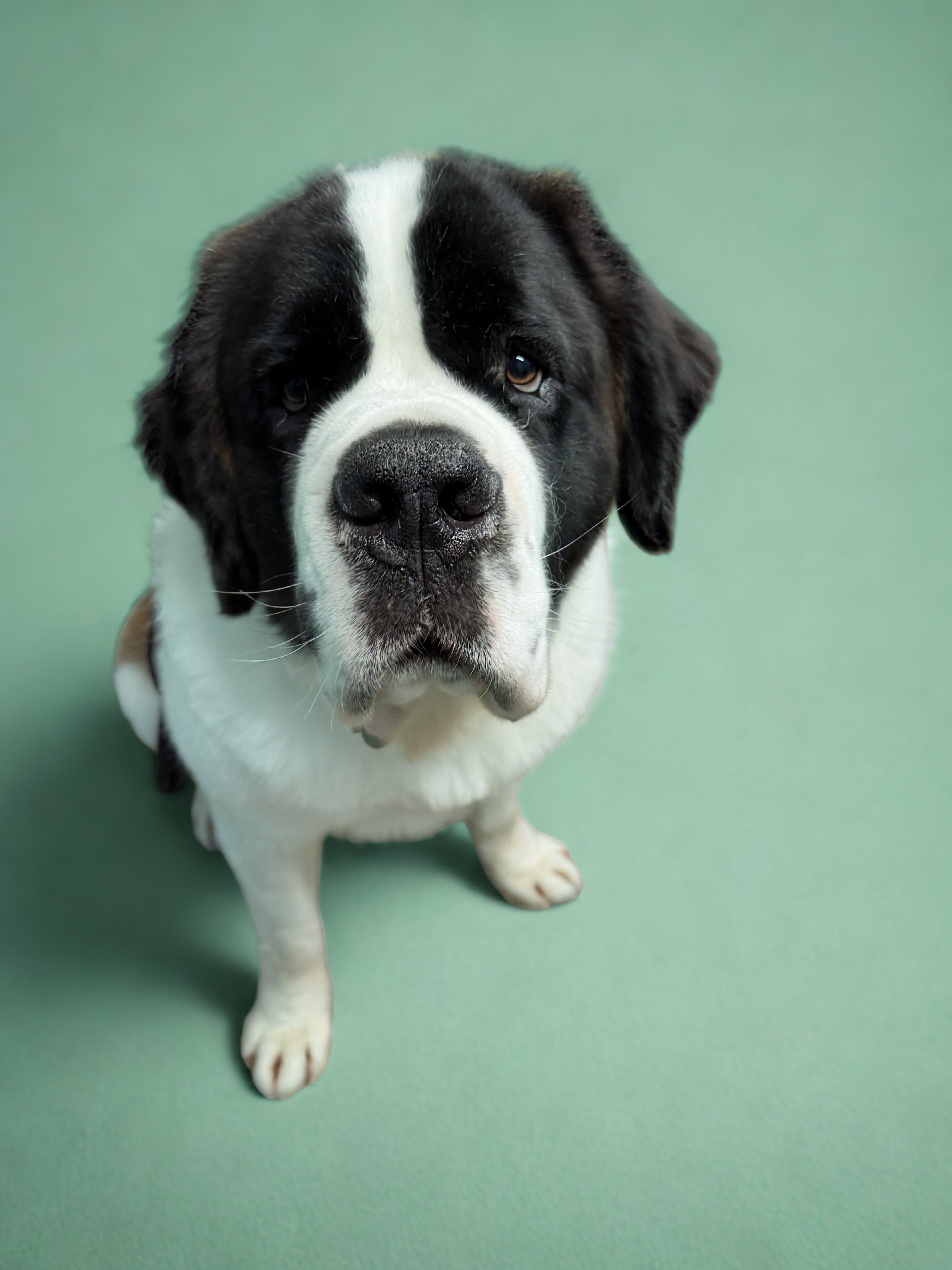 Close-up of a black and white Saint Bernard dog looking up at the camera against a green background.
