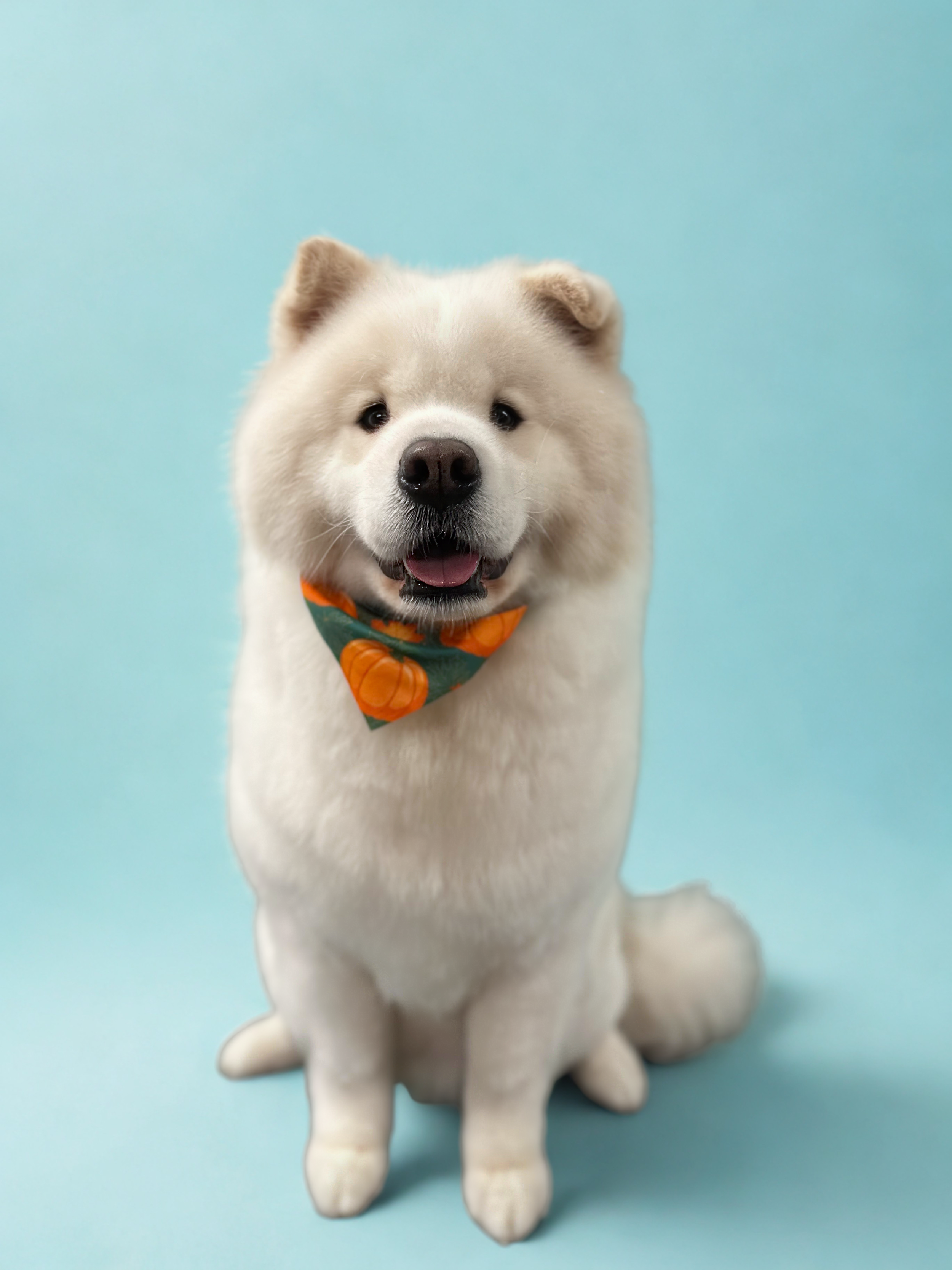 Adorable white fluffy dog wearing a multicolored bandana with an orange pumpkin design against a light blue background.