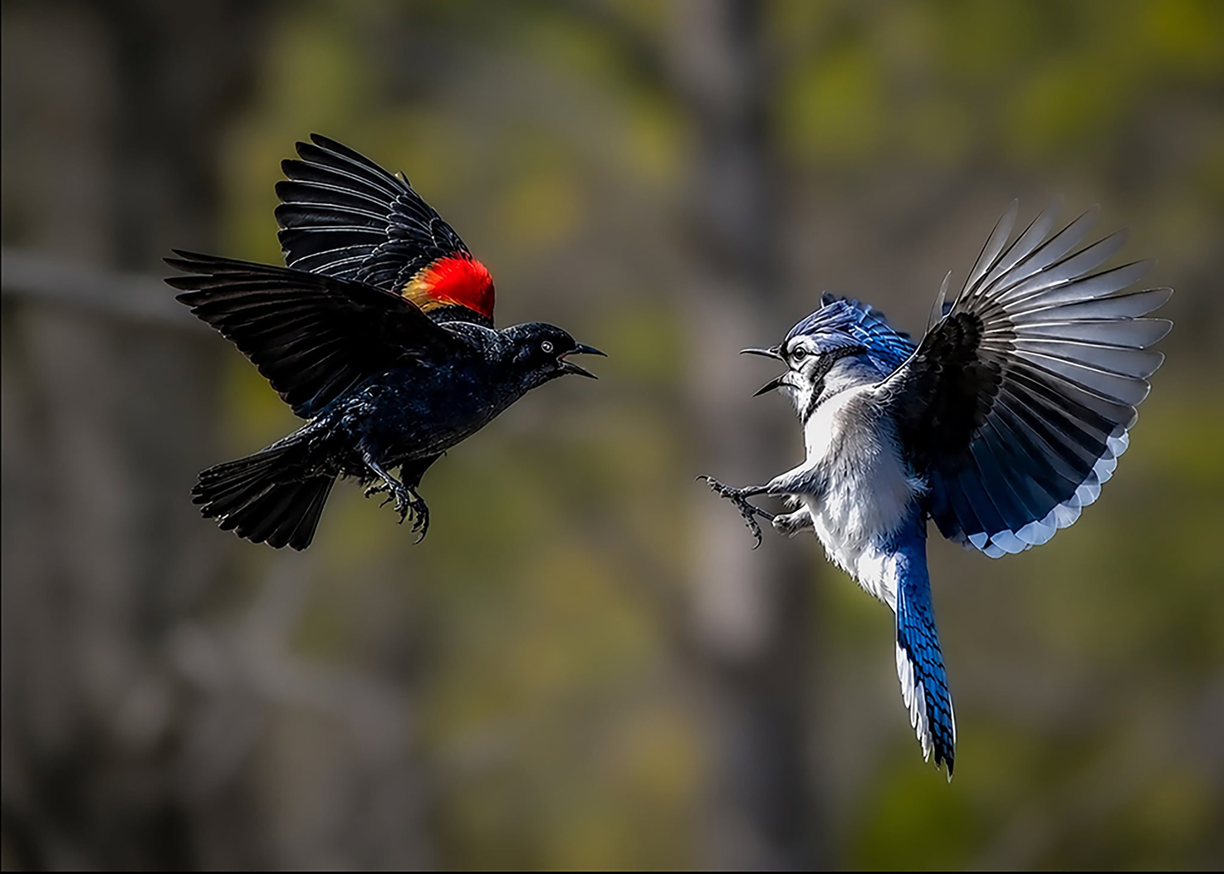 Two birds, a black one with a red patch on its head and a white and blue one, are flying toward each other with their wings spread wide.