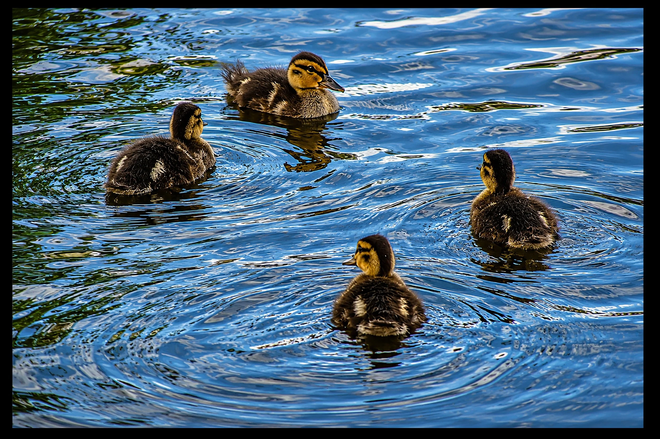Four ducklings swimming in a body of water with ripples and reflections.